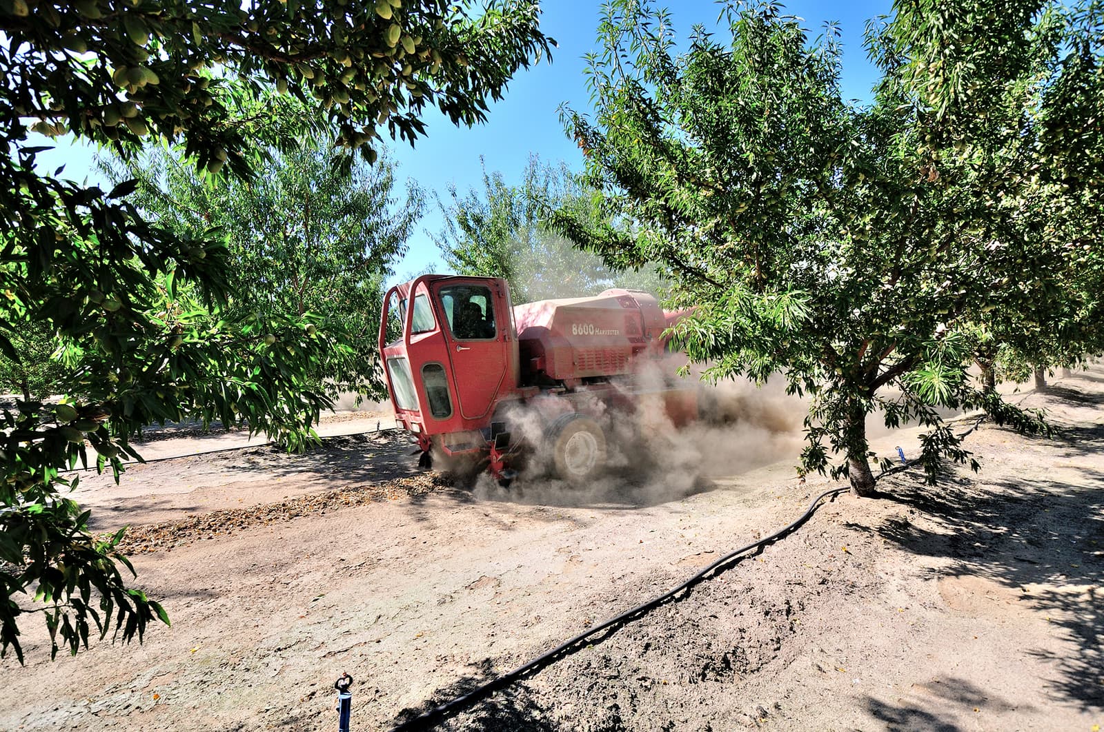 A red tractor stirs up dust while working among trees in an orchard under a clear blue sky.