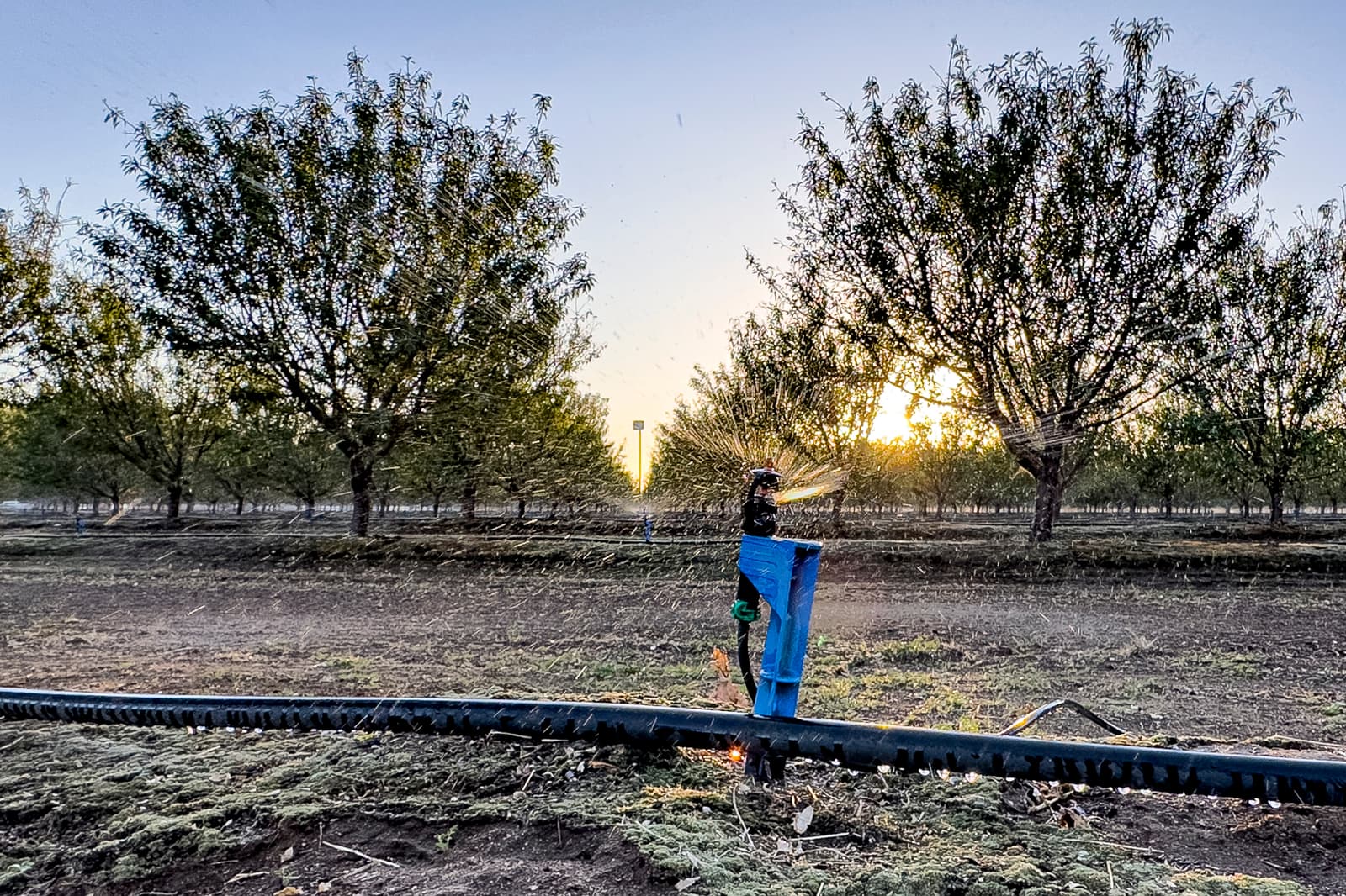 A blue irrigation sprinkler waters a row of trees on a farm at sunset. The ground is dry, and sunlight filters through the branches in the background.