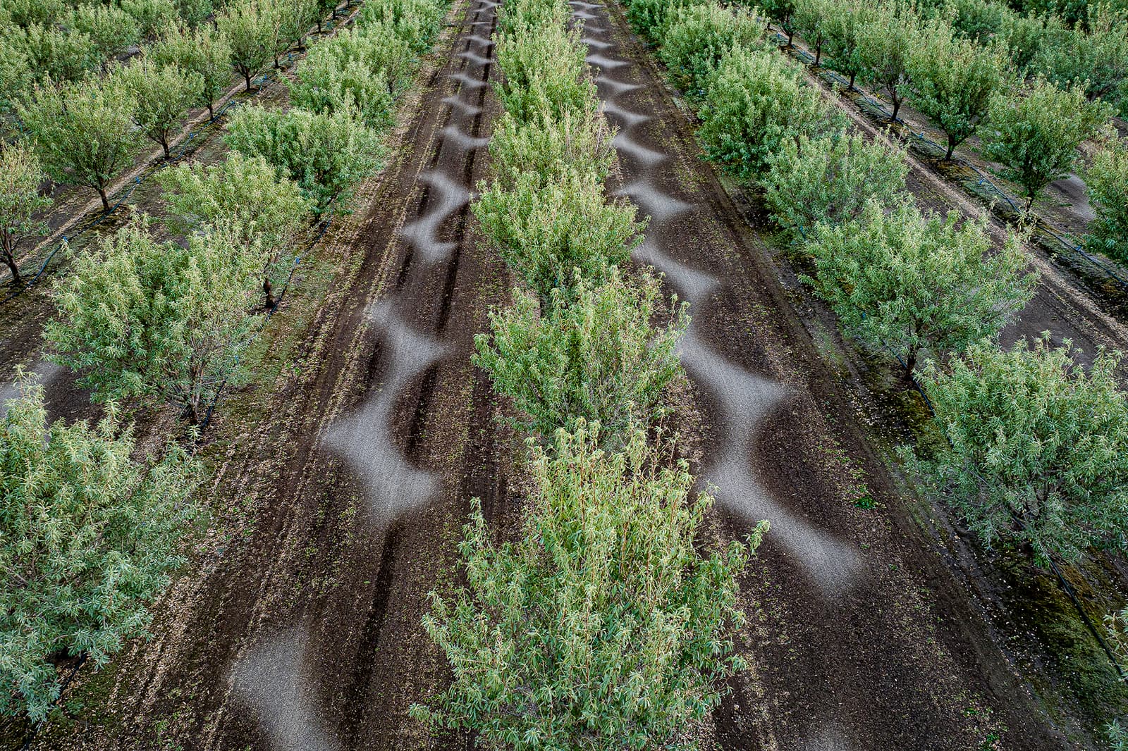Aerial view of evenly spaced rows of trees with wave-shaped patches of white soil between them, on brown ground.