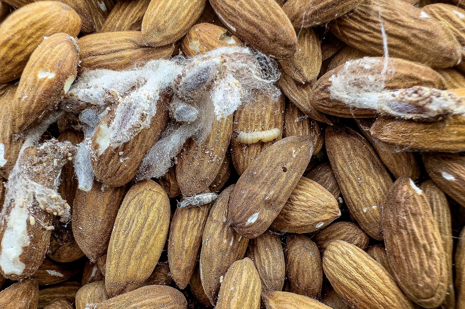 Several almonds with visible mold growth and small white larvae on their surfaces.