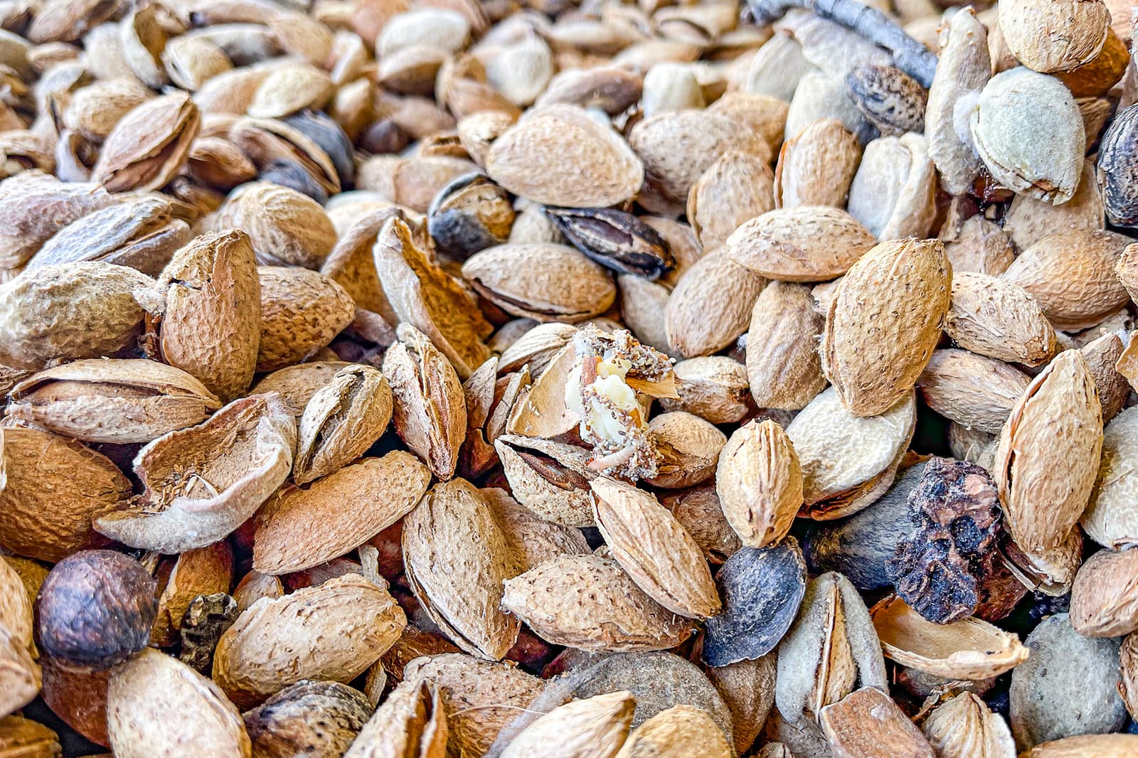 A close-up of many unshelled almonds, with some cracked open and a few almond shells scattered among whole ones.