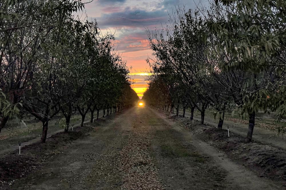 A dirt path lined with trees leads toward a bright sunset on the horizon, with colorful clouds in the sky.