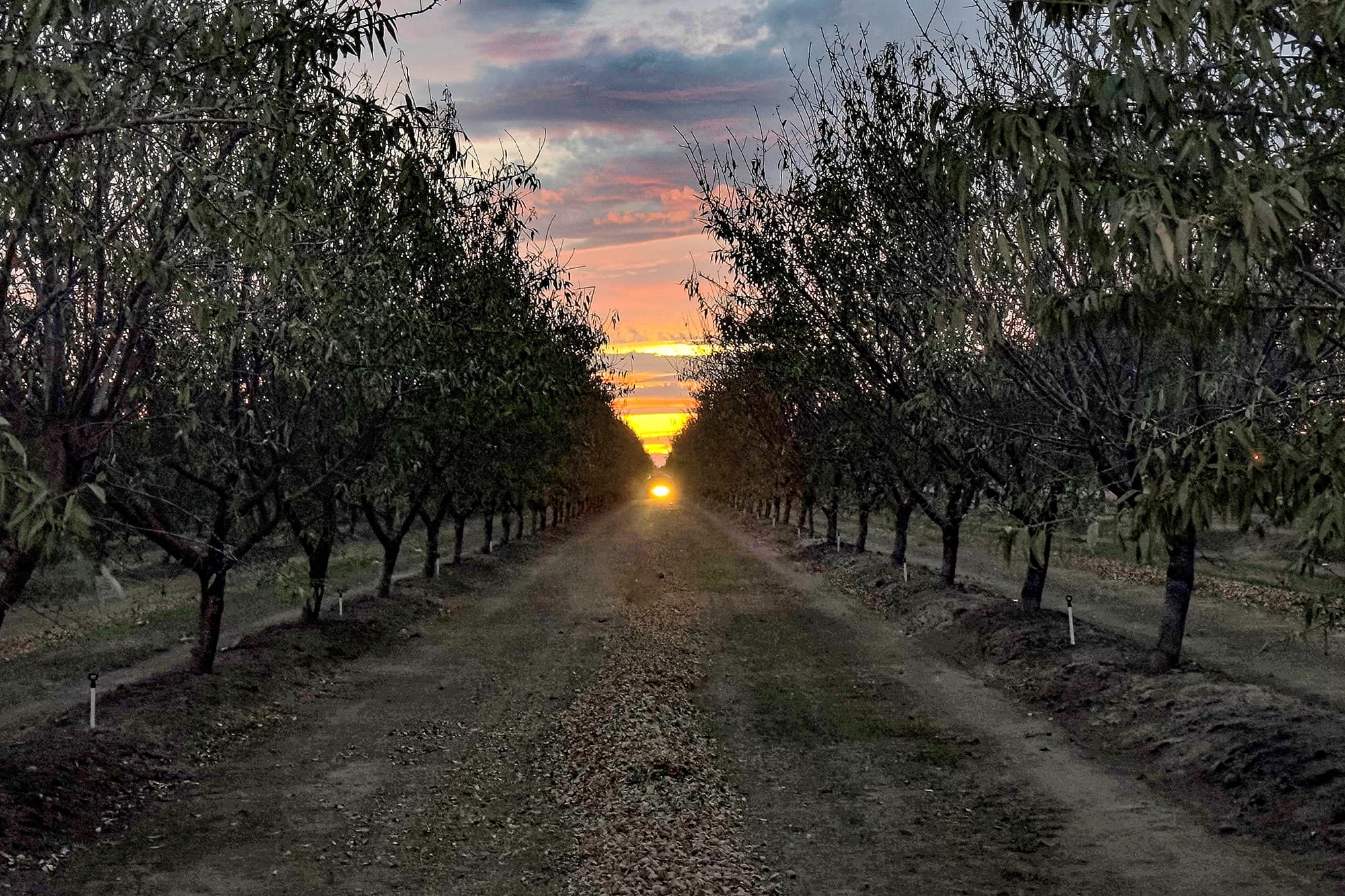 A dirt path lined with trees leads toward a bright sunset on the horizon, with colorful clouds in the sky.