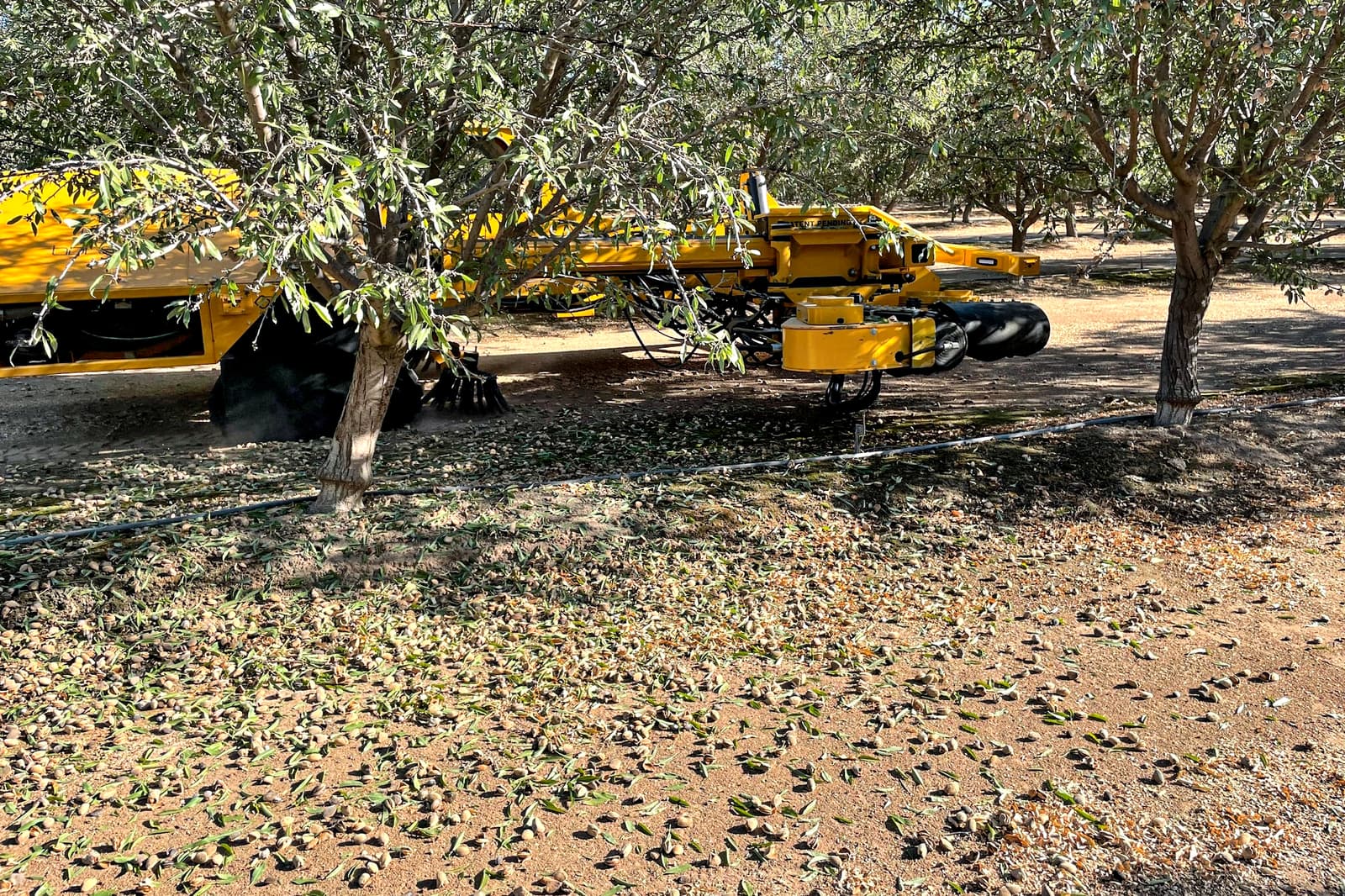 A yellow agricultural machine operates among trees in an orchard, with leaves and debris scattered on the dry ground below.