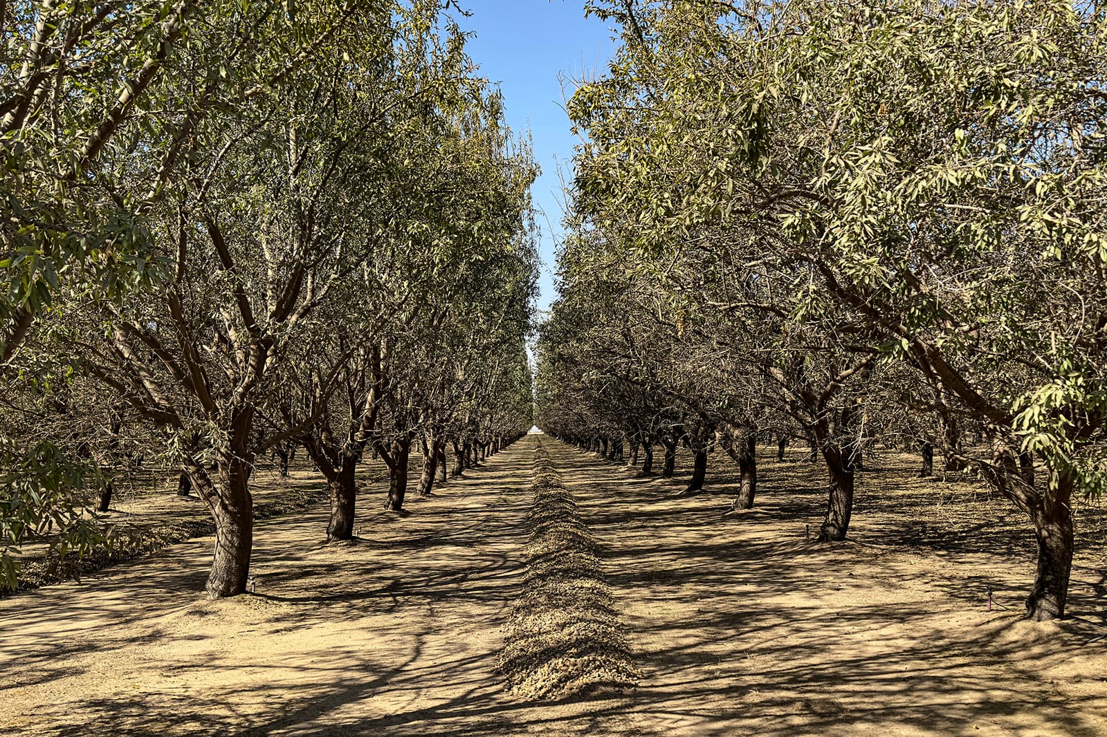 Rows of mature trees planted in a dry, dirt field extend into the distance under a clear blue sky, forming a symmetrical, tree-lined pathway.