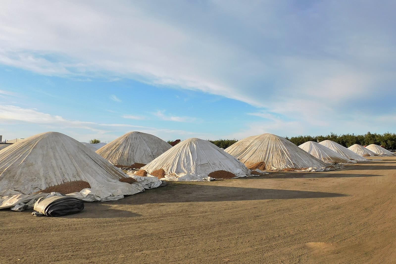Rows of large, dome-shaped piles covered with white tarps sit on a dirt lot under a partly cloudy sky, with trees visible in the background.