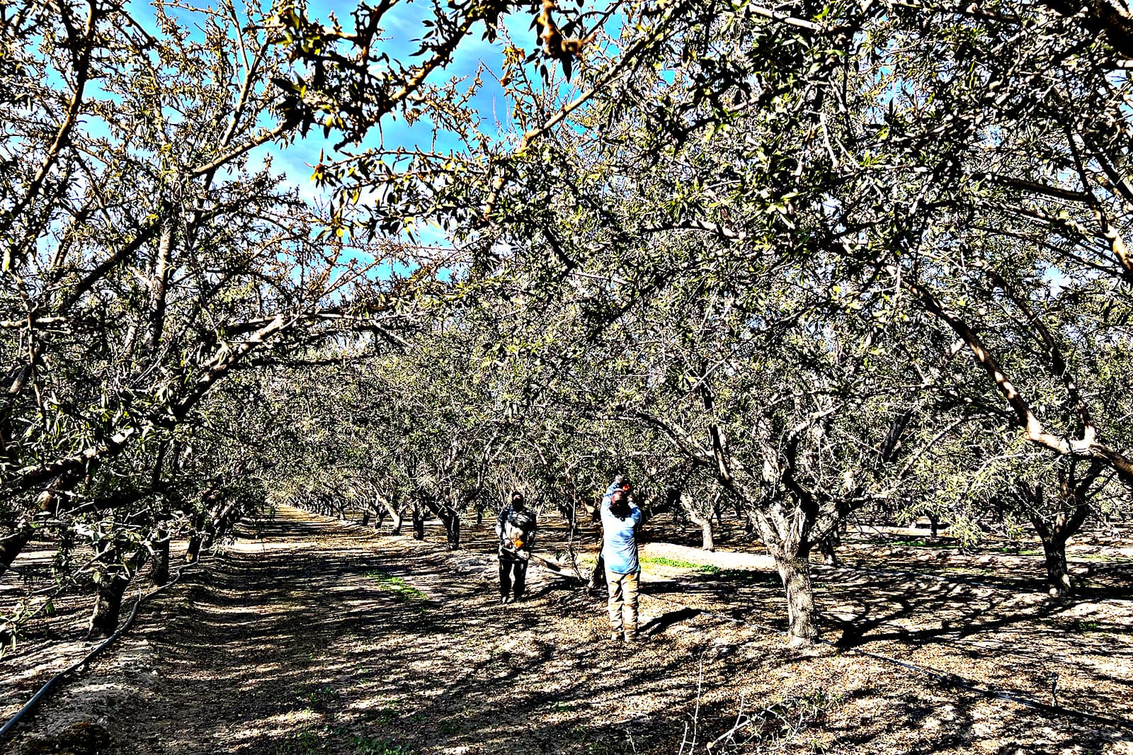 Two people walk between rows of trees in an orchard under a blue sky, with sunlight casting shadows on the ground.