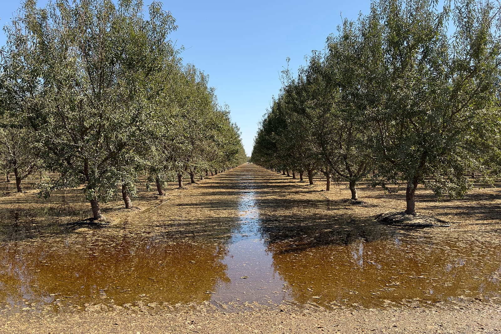 Rows of trees in an orchard are reflected in a large puddle of water under clear blue sky.