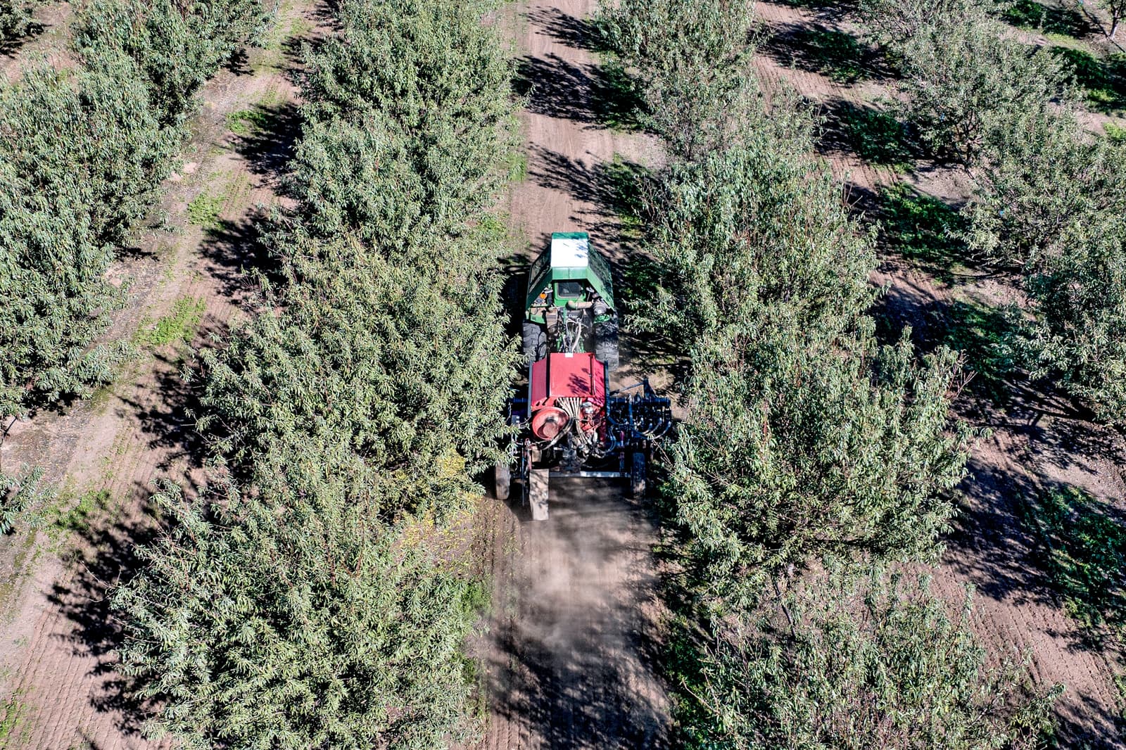 A red tractor drives between rows of green bushes on a farm, kicking up dust as it moves through the field.