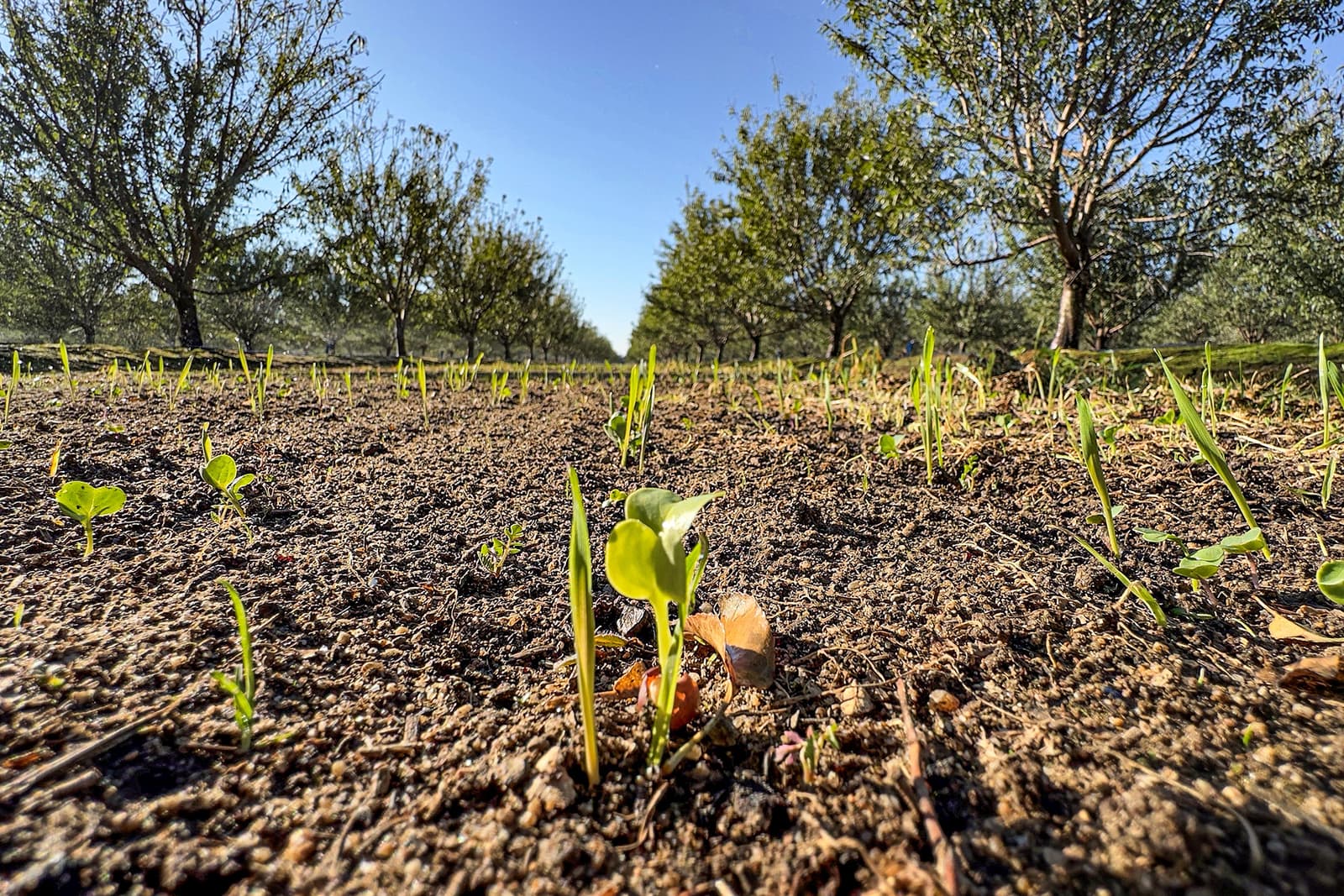 Close-up view of young green seedlings sprouting from soil in an orchard, with rows of mature trees and a clear blue sky in the background.