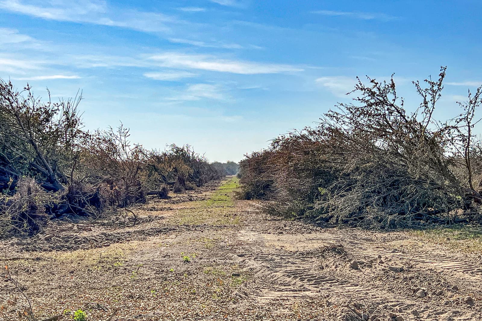 Cleared dirt path bordered by piles of uprooted branches and brush under a blue sky with scattered clouds.