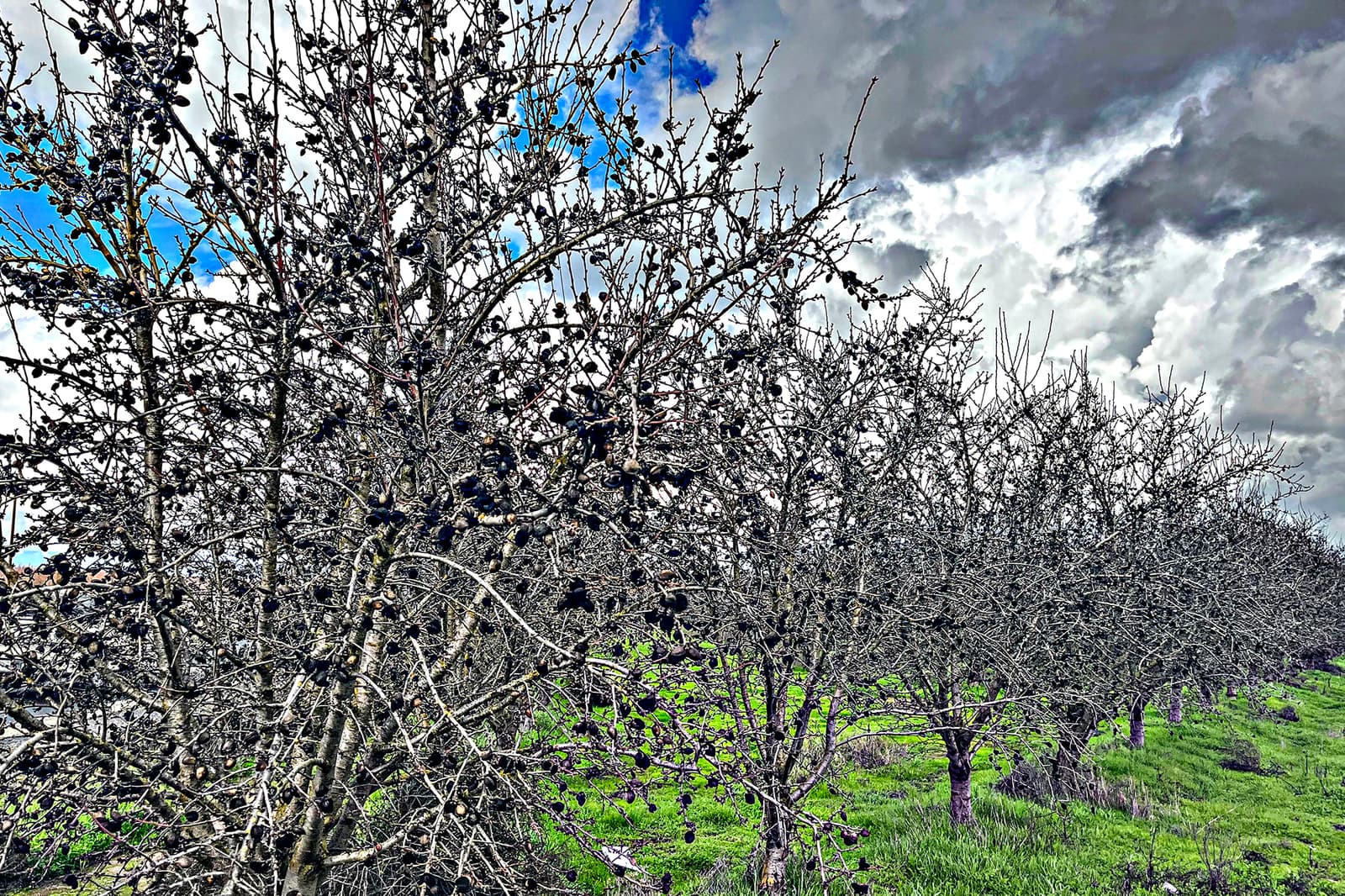 Row of leafless, dormant trees in a field with green grass beneath, under a cloudy sky with patches of blue.