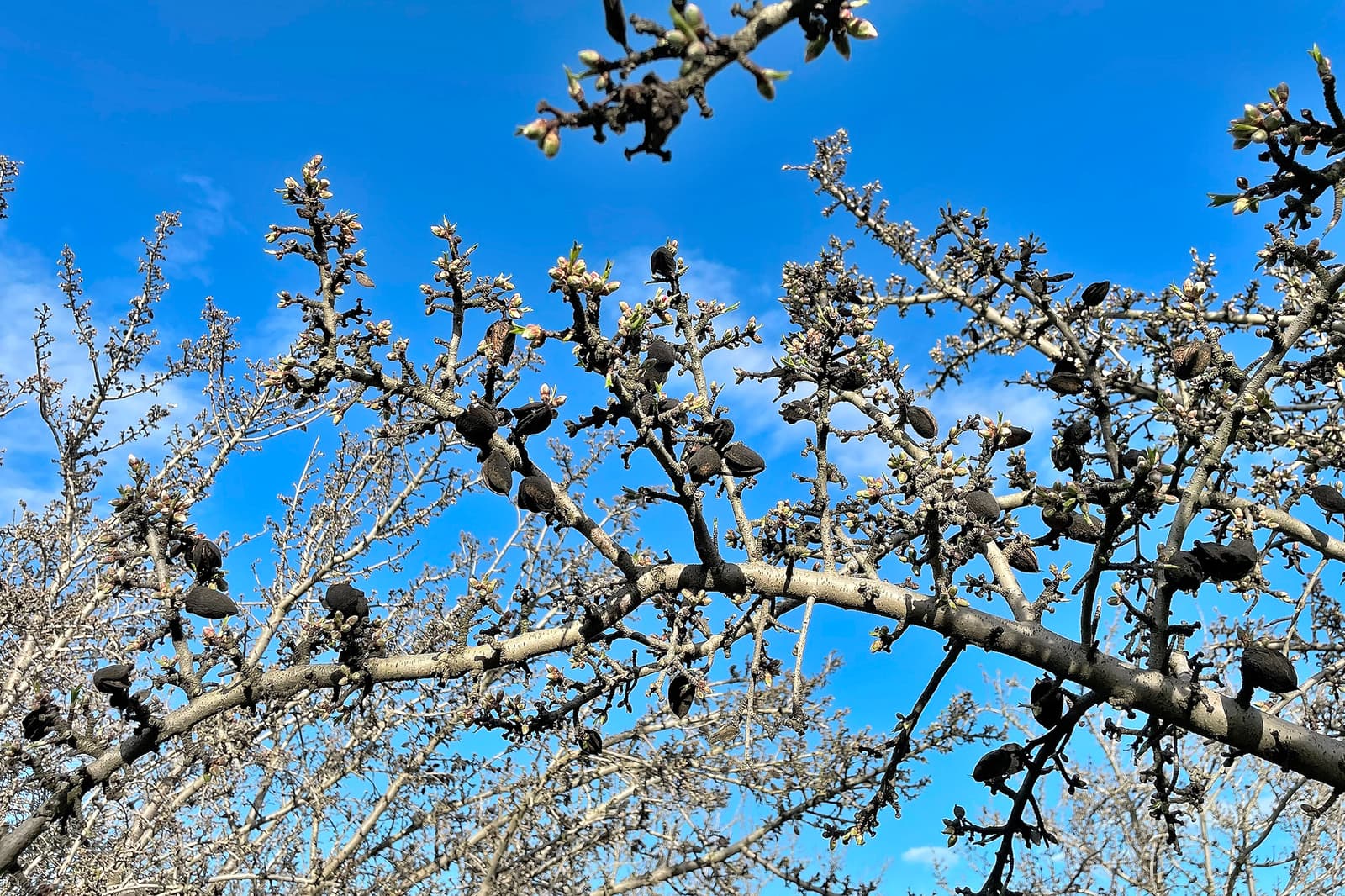 Leafless tree branches with clusters of dark, shriveled fruit against a bright blue sky.