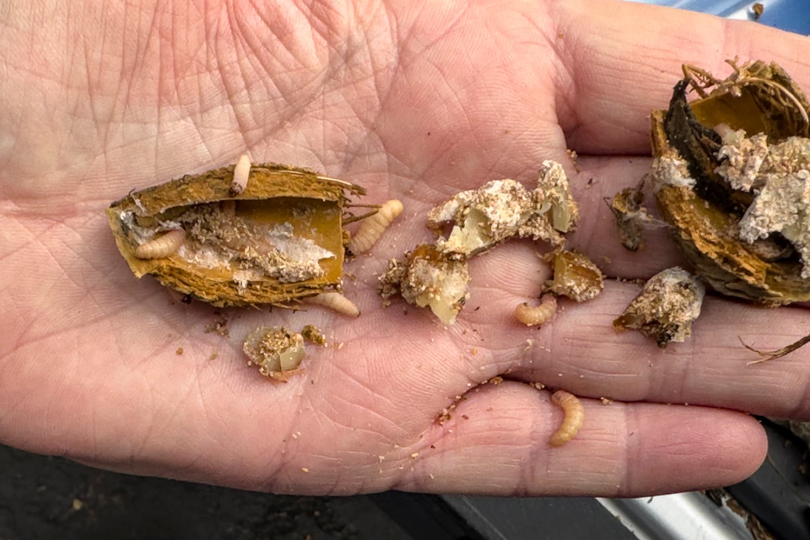 A hand holds broken pieces of a nut or seed pod, exposing several small, pale larvae and frass inside.