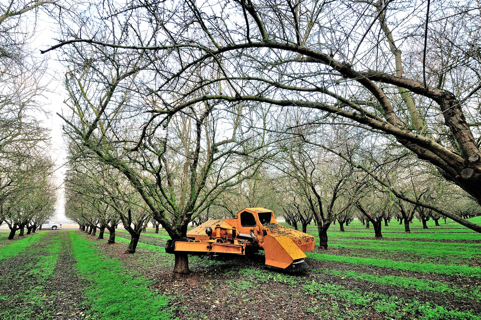 A yellow agricultural machine is parked among rows of trees in an orchard with green grass covering the ground.