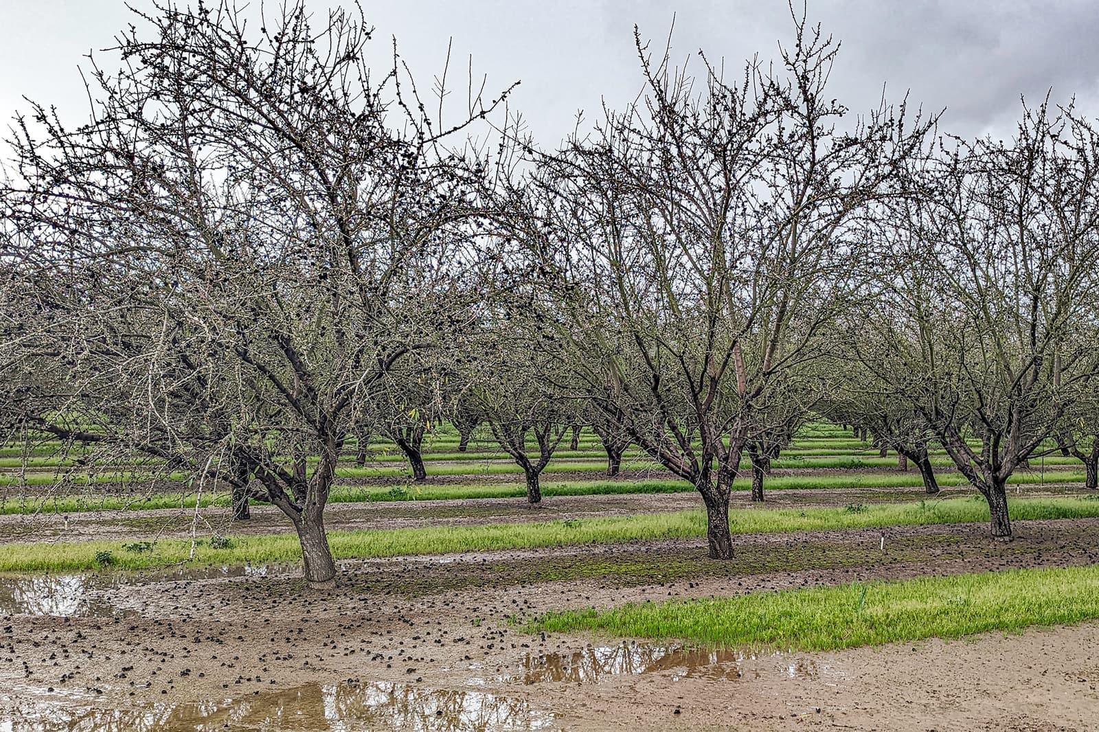 Rows of leafless orchard trees stand in muddy, waterlogged ground with patches of green grass under a cloudy sky.