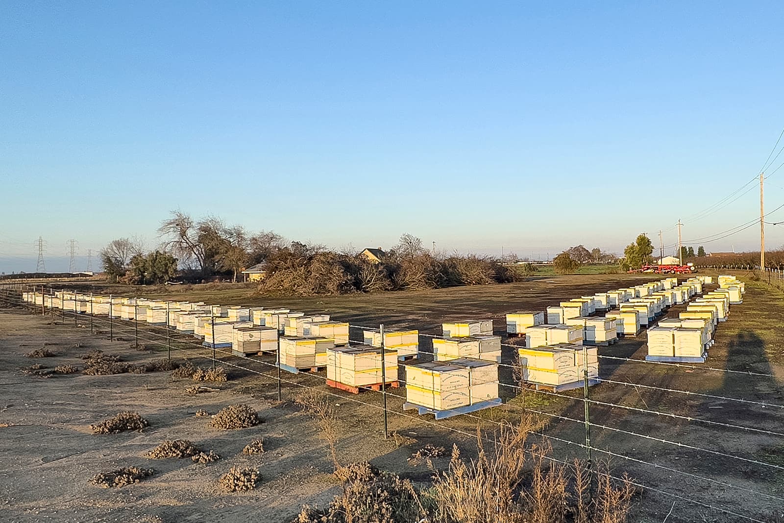 Rows of white and yellow bee hives are arranged in a fenced field with dry ground and sparse vegetation under a clear blue sky.