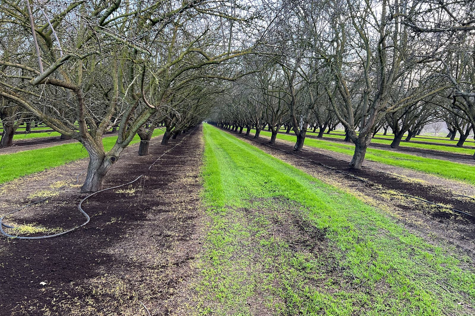 Rows of leafless trees in an orchard, with green grass growing between the rows and brown soil visible on both sides.