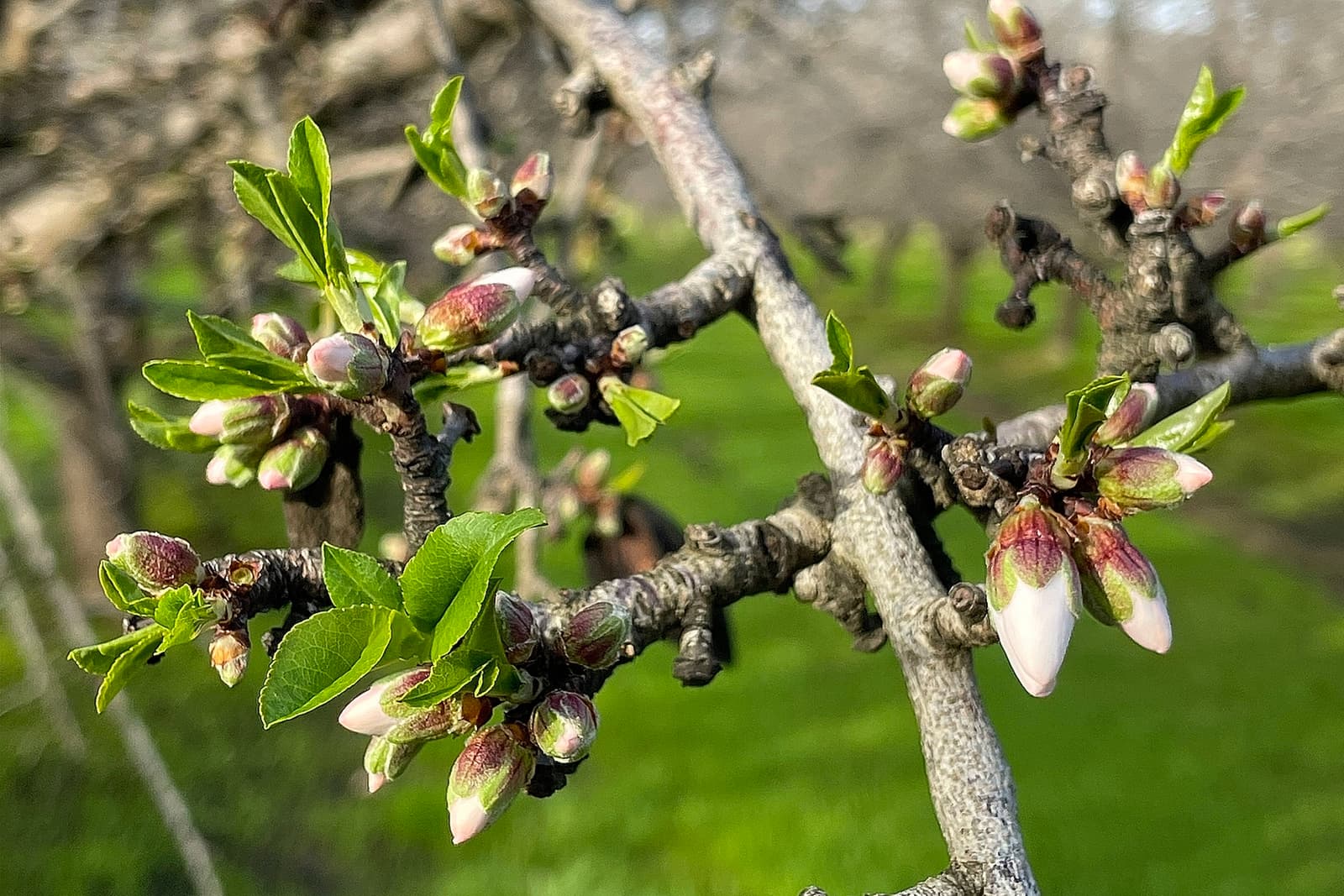 Close-up of a tree branch with clusters of green leaves and pinkish-white flower buds, with a blurred grassy background.