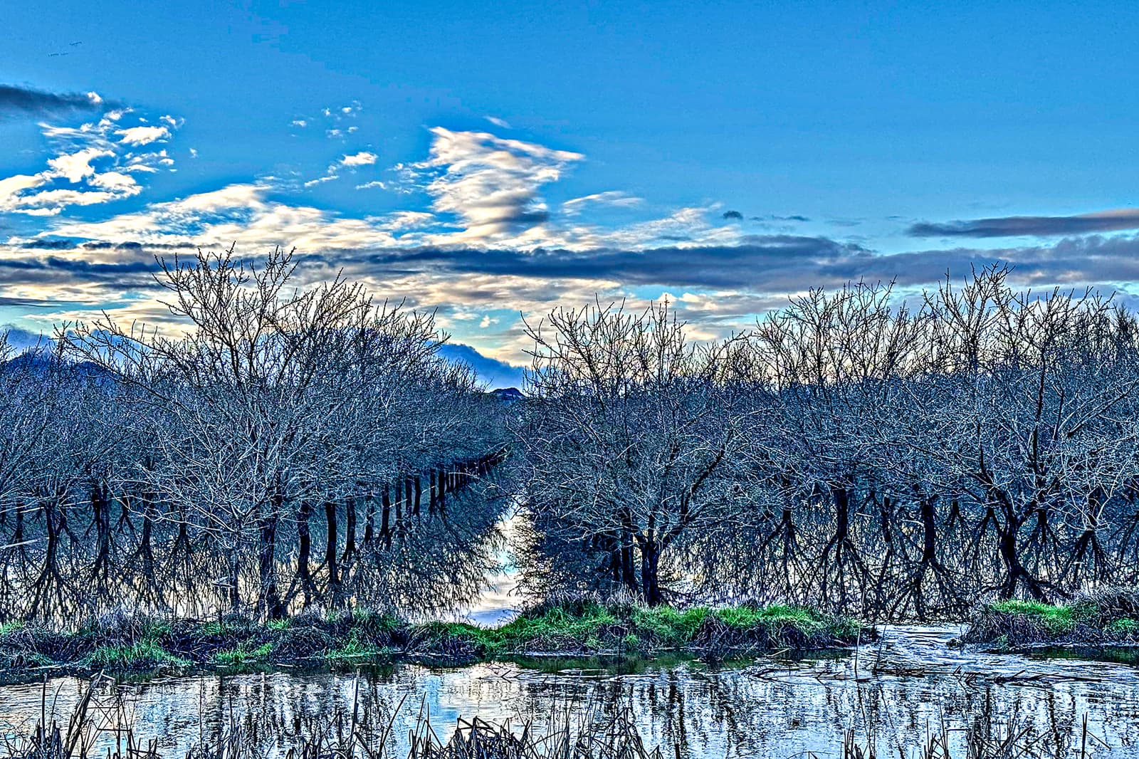 Leafless trees reflected in flooded water under a blue sky with clouds; green grass and reeds visible in the foreground.