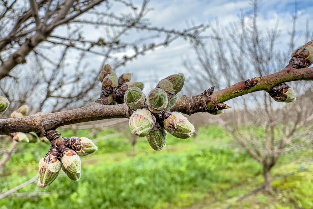 Close-up of a tree branch with multiple buds beginning to open, with a blurred grassy field and leafless trees in the background under a cloudy sky.