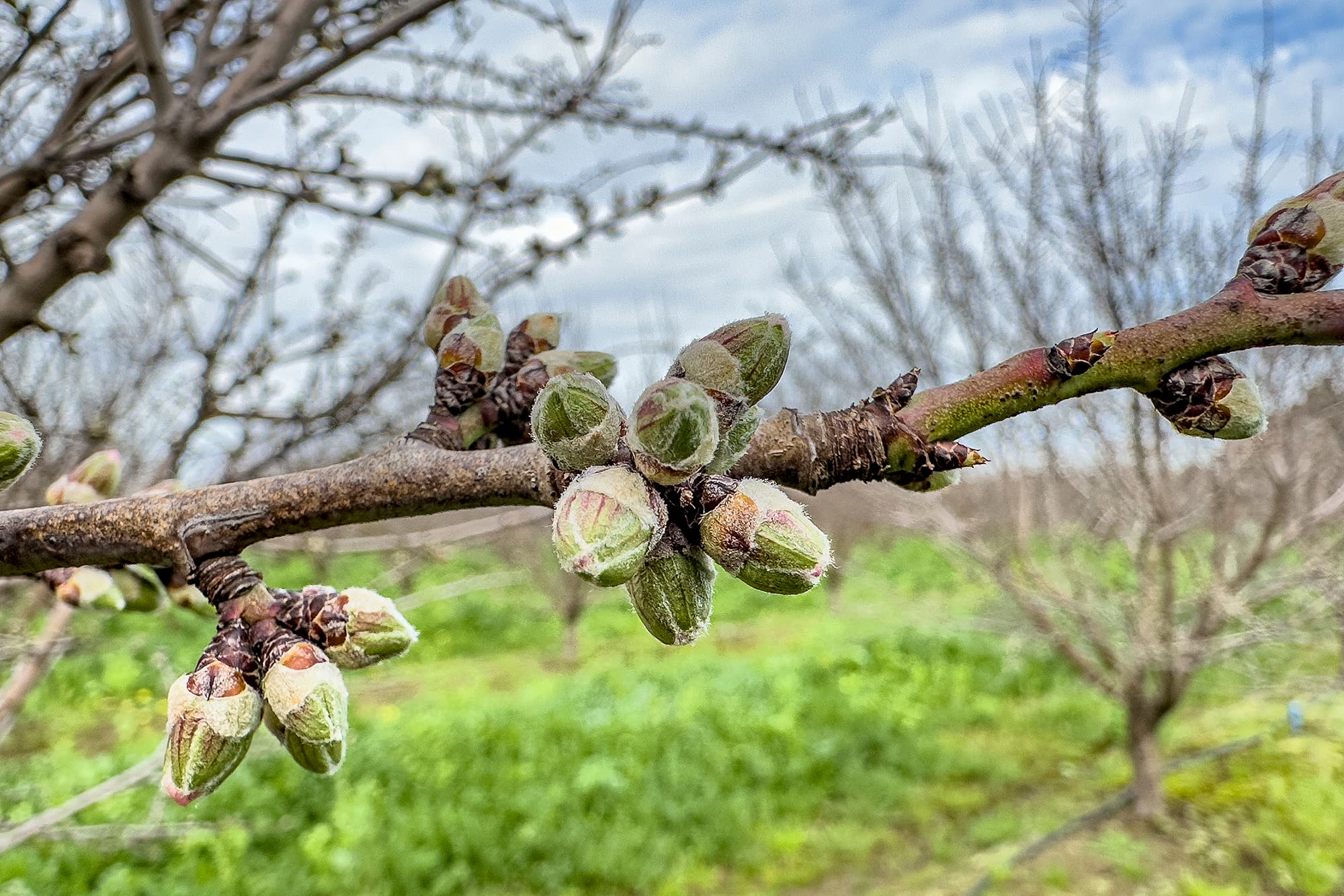 Close-up of a tree branch with multiple buds beginning to open, with a blurred grassy field and leafless trees in the background under a cloudy sky.