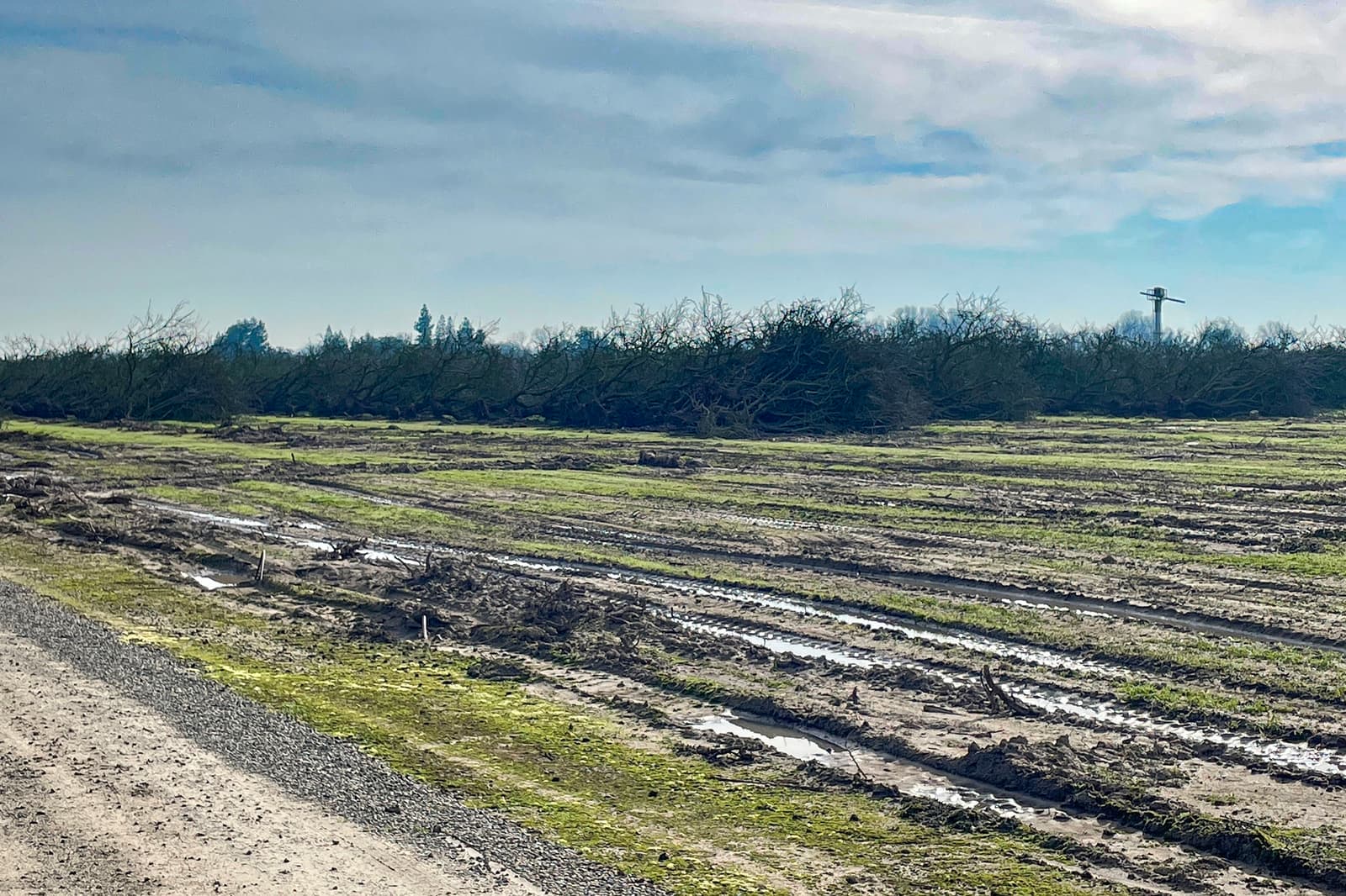 Rows of recently felled orchard trees lie on muddy ground under a cloudy sky, with a gravel road on the left and distant trees and utility pole in the background.