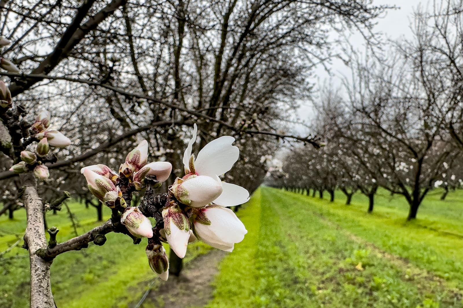 Close-up of blooming almond blossoms on a tree branch with rows of trees and green grass visible in the background on a cloudy day.