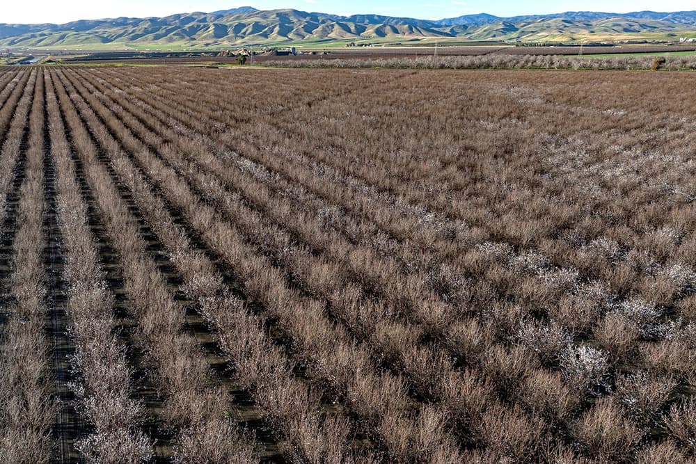 Aerial view of a large orchard with rows of dormant trees, some with white blossoms, set against distant green hills under a clear sky.
