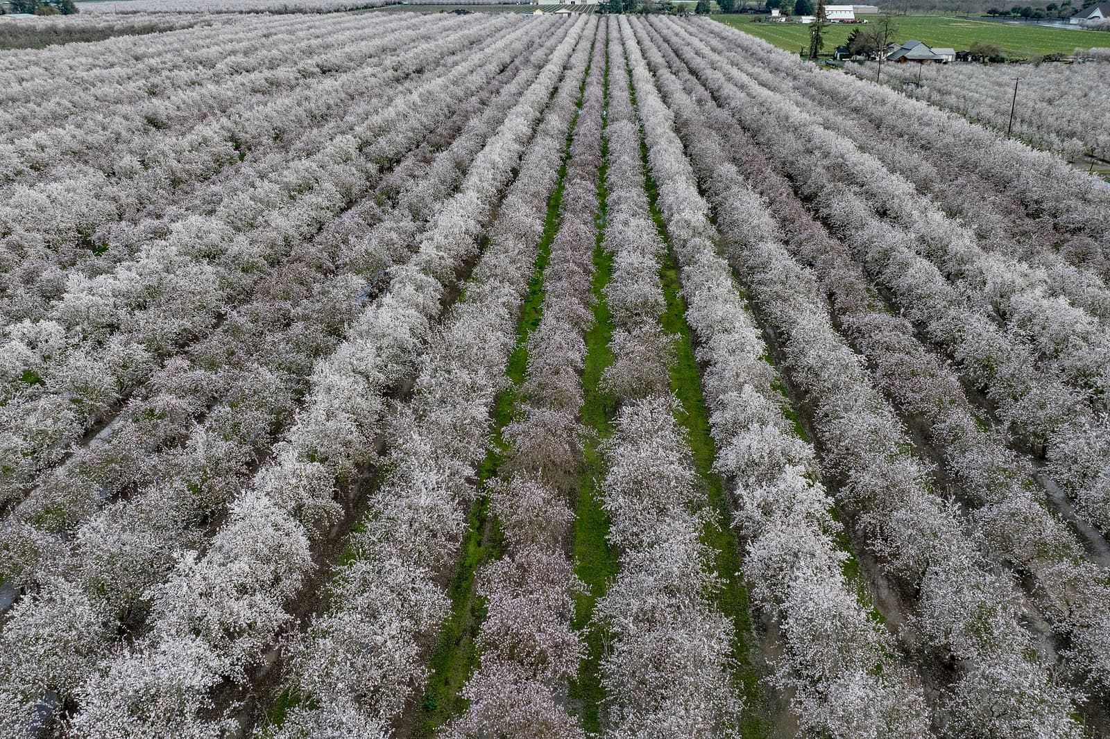 Aerial view of neatly arranged rows of blossoming trees in an orchard, with green grass between the rows and buildings in the background.