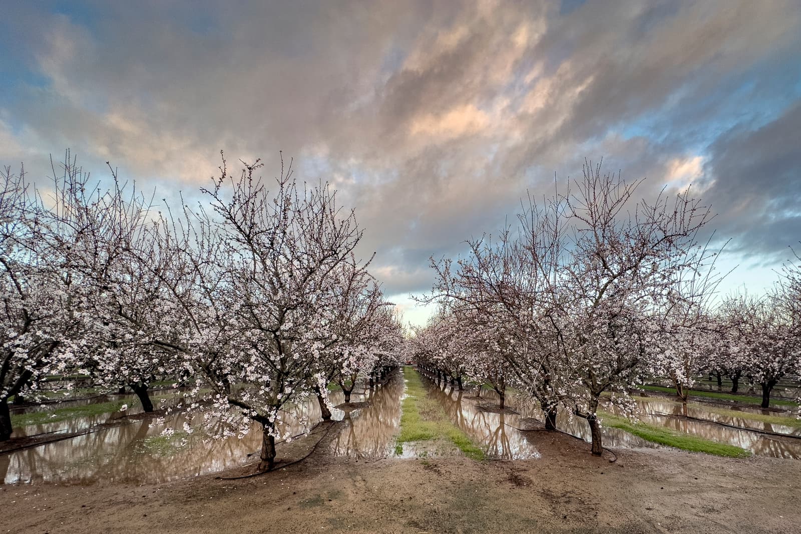 Rows of blossoming trees stand in a flooded orchard under a partly cloudy sky, with water reflecting the trees and clouds.