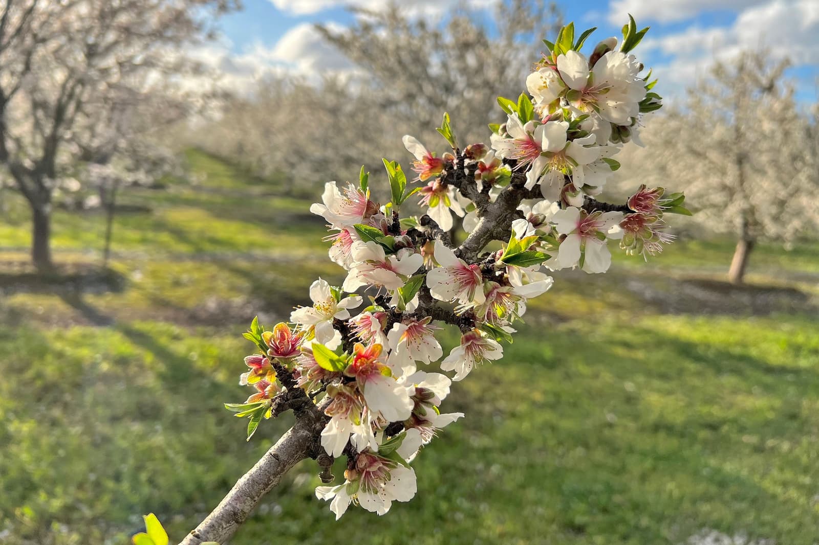 Close-up of a tree branch with white and pink blossoms in an orchard, with rows of similar trees and green grass in the background under a partly cloudy sky.