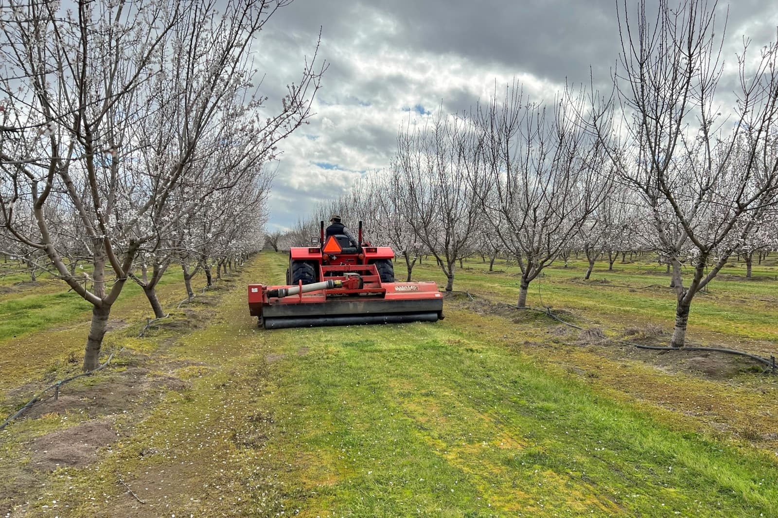 A person drives a red tractor with a mower attachment between rows of leafless orchard trees under a cloudy sky.