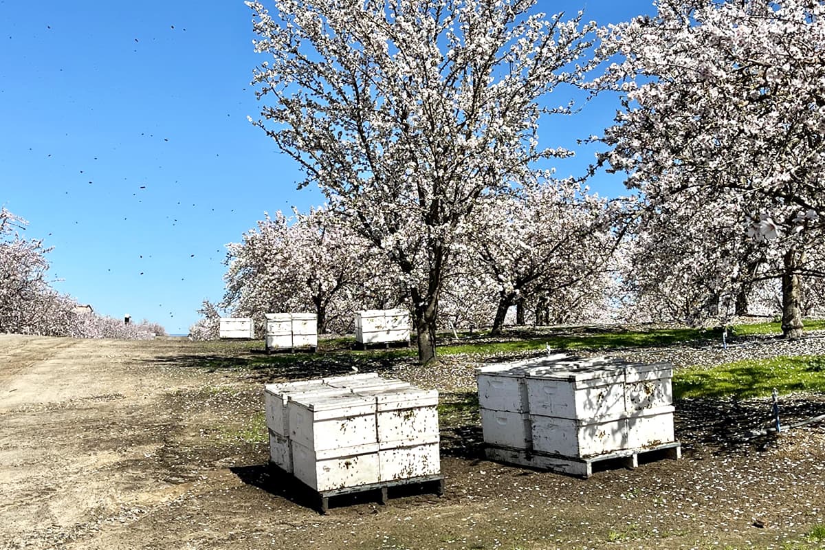 White bee boxes sit among blooming trees in an orchard under a clear blue sky, with bees visible in the air.