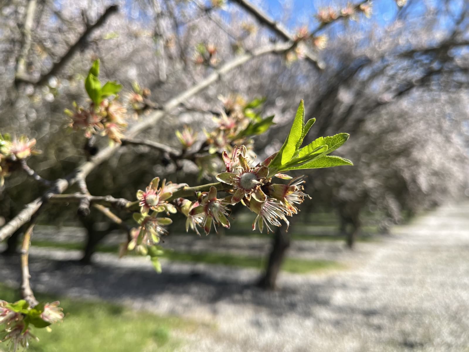 Close-up of a tree branch with green leaves and fading blossoms, with rows of similar trees and a gravel path blurred in the background under a blue sky.
