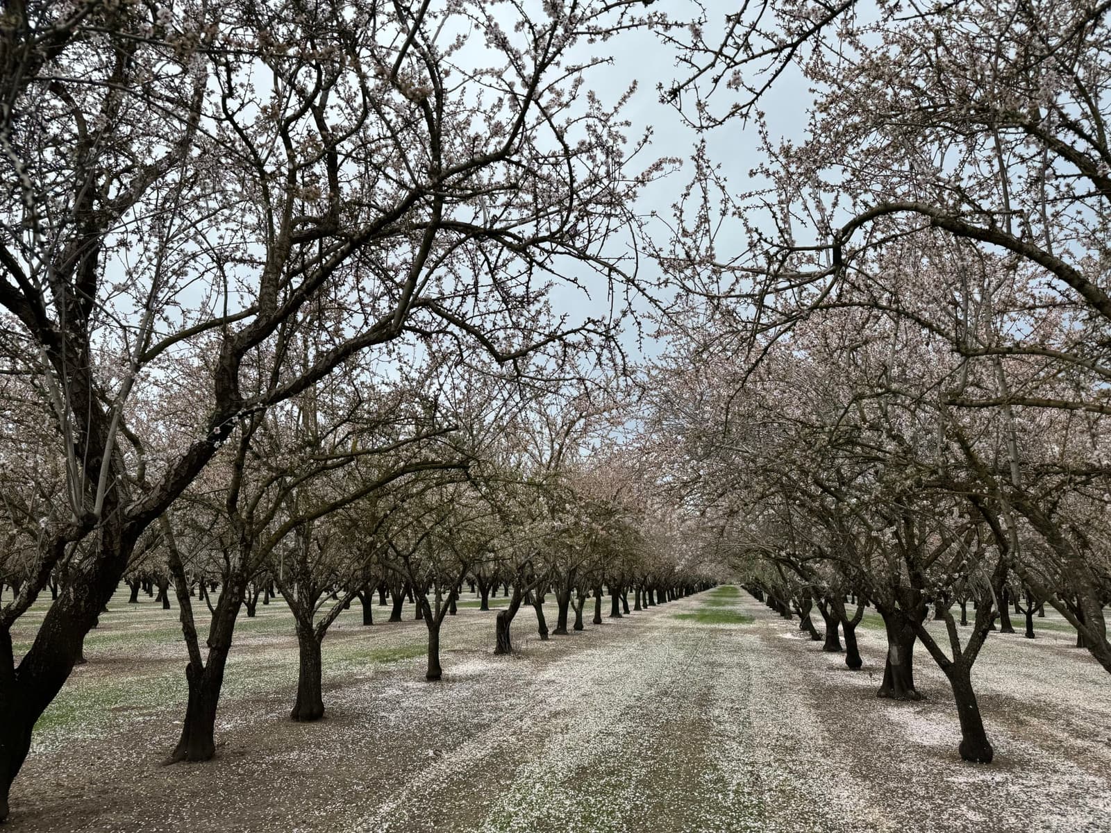 Rows of blossoming trees line a wide dirt path in an orchard, with scattered petals covering the ground under a cloudy sky.