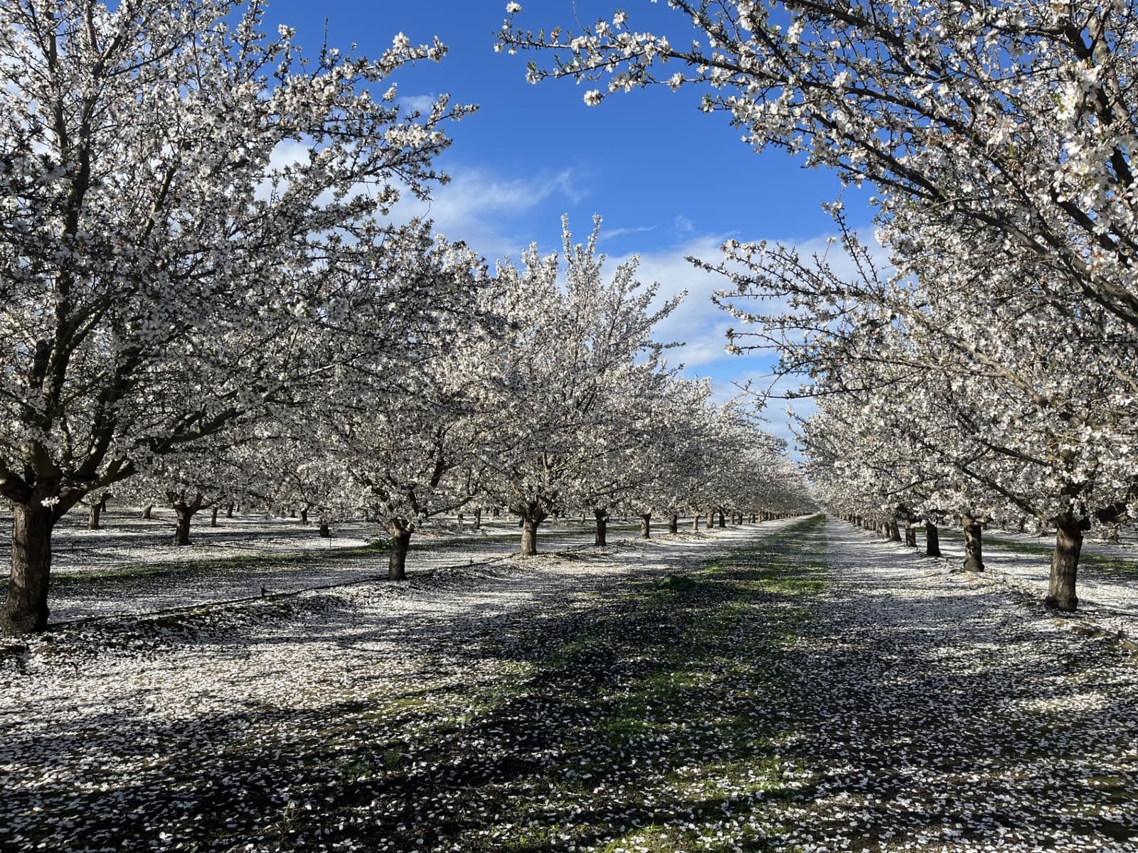 Rows of flowering trees with white blossoms and fallen petals cover the ground under a clear blue sky.