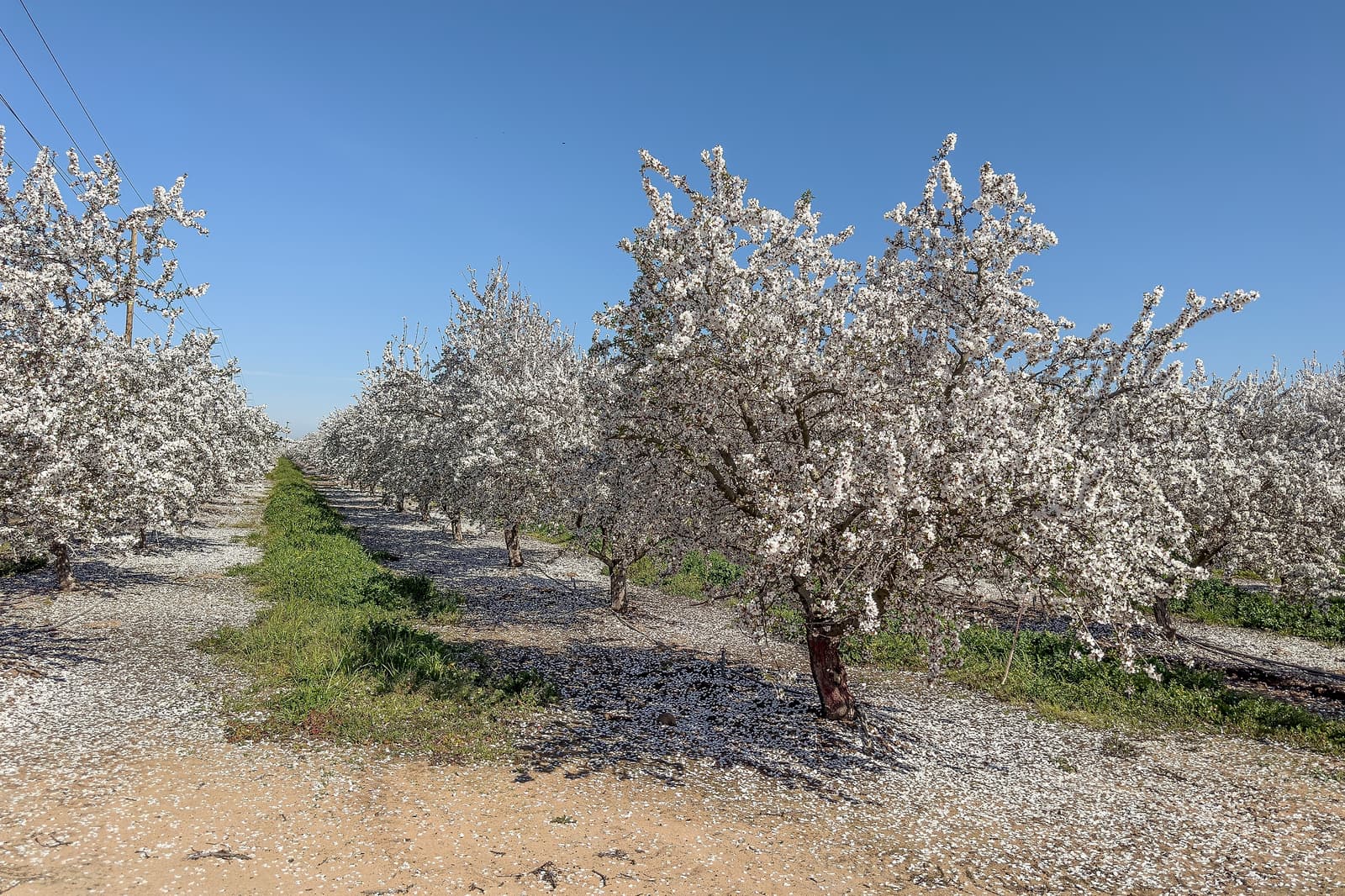 Rows of blooming almond trees with white flowers line a dirt path under a clear blue sky.