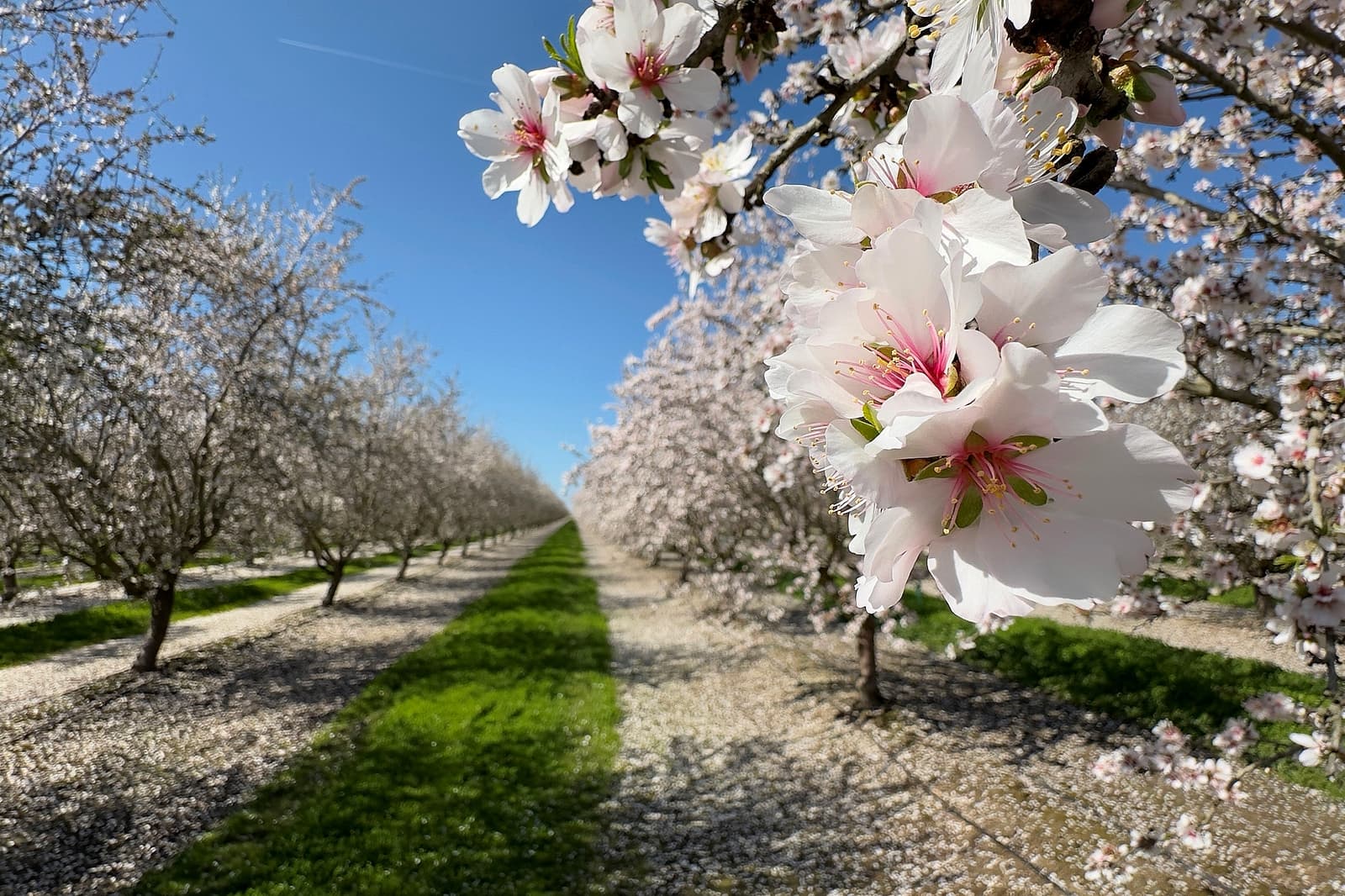 Close-up of almond tree blossoms with rows of blooming trees extending into the distance under a clear blue sky.