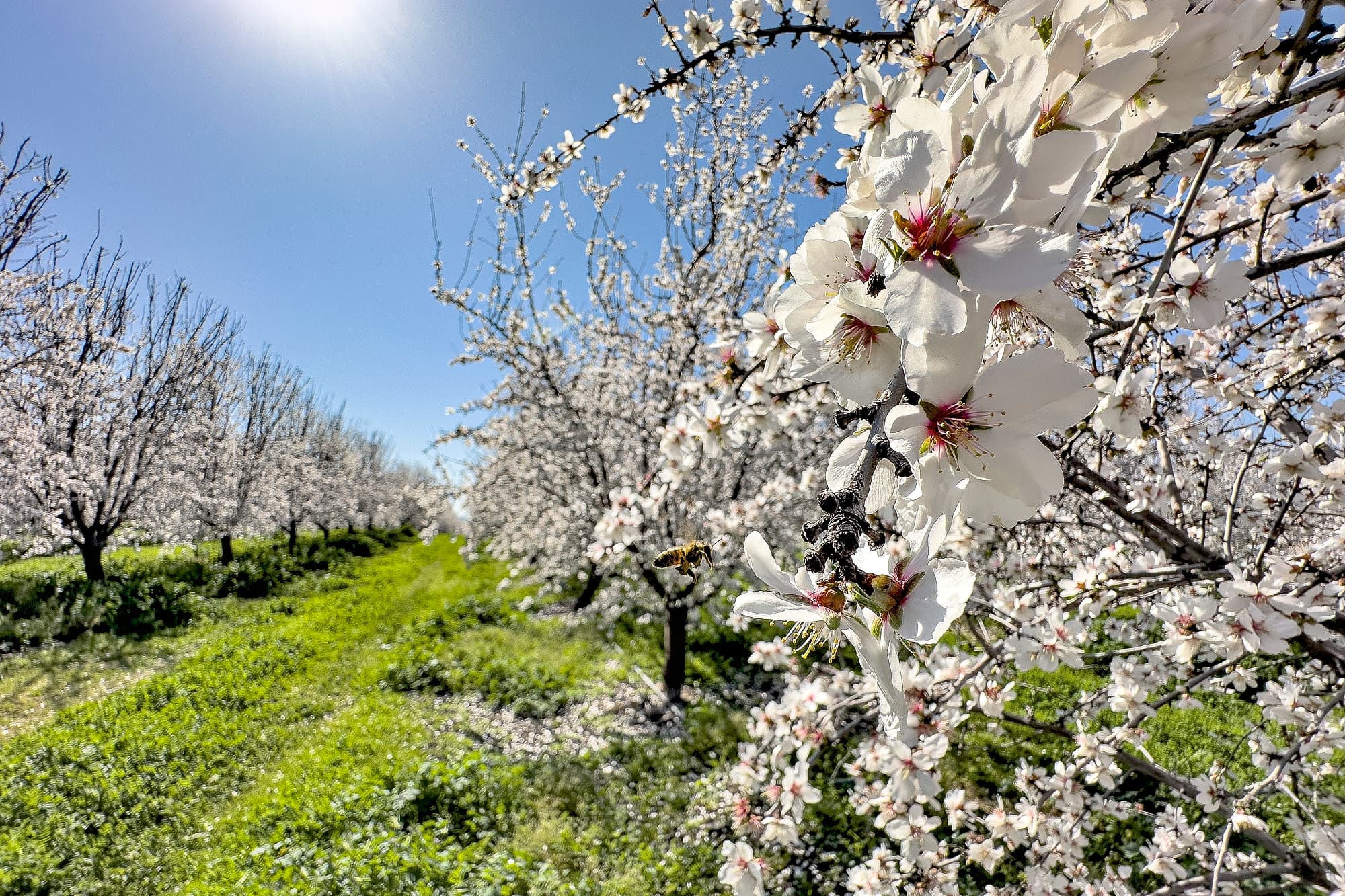Rows of blooming almond trees with white flowers under a bright blue sky; a bee is hovering near a cluster of blossoms in the foreground.