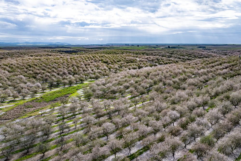 Aerial view of a large orchard with rows of trees in bloom under a partly cloudy sky, stretching across a green, hilly landscape.