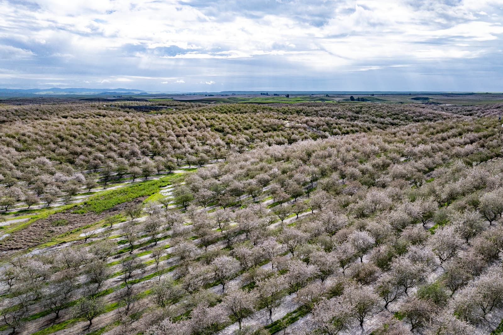 Aerial view of a large orchard with rows of trees in bloom under a partly cloudy sky, stretching across a green, hilly landscape.