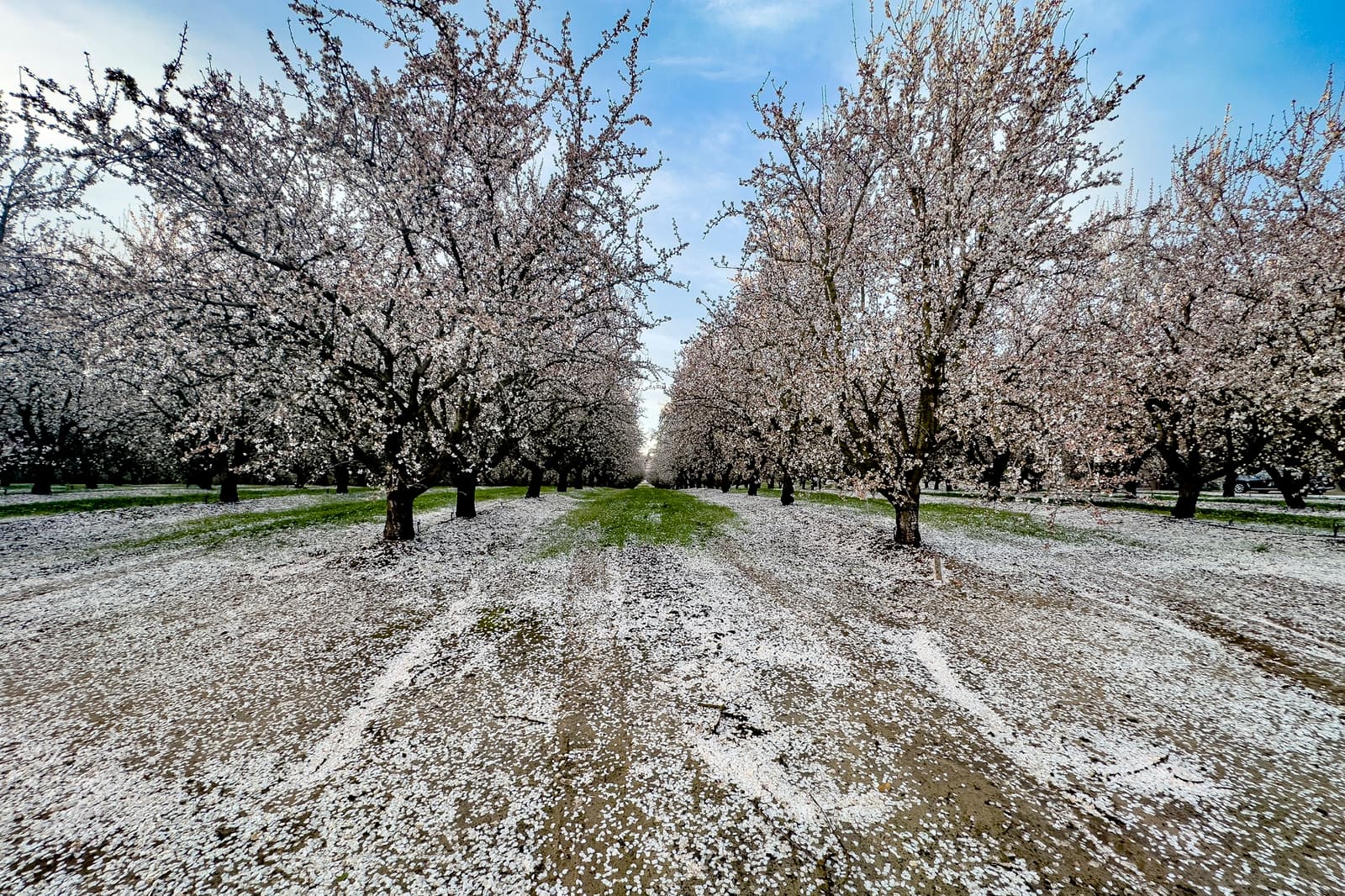 Rows of blossom-covered trees in an orchard with fallen petals covering the ground under a blue sky.