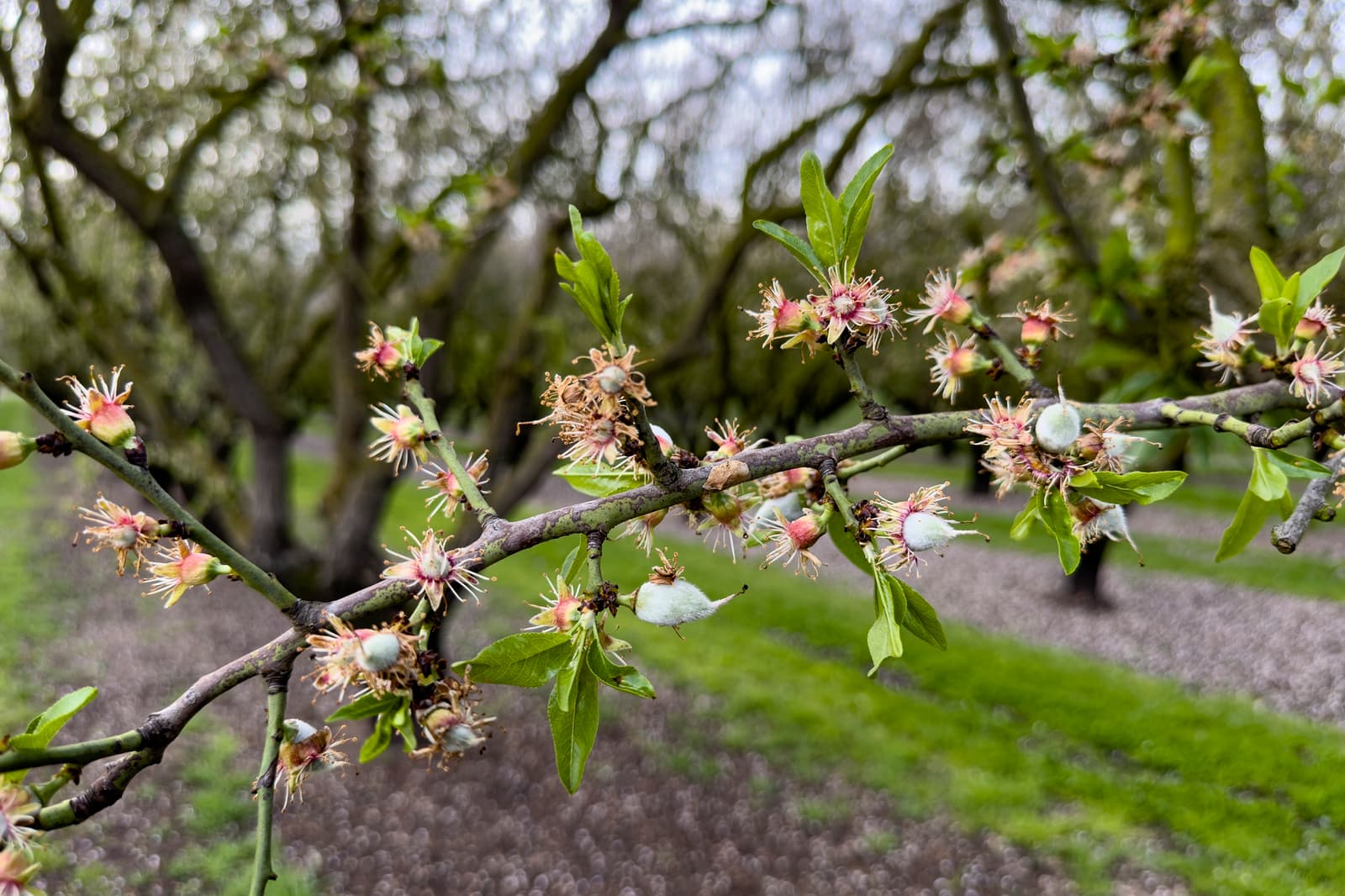 A close-up of a tree branch with small pink flowers and green leaves, set against a background of more trees and grassy ground.