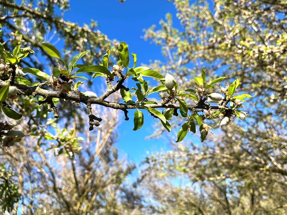 A tree branch with green leaves and small developing fruits is shown against a bright blue sky background.