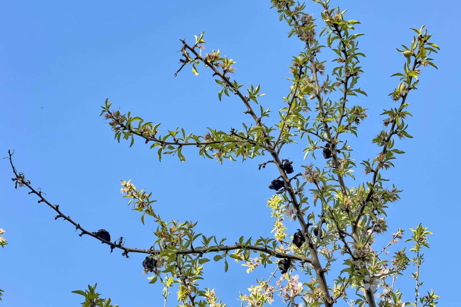 Tree branches with green leaves and several dark, shriveled fruit clusters against a clear blue sky.