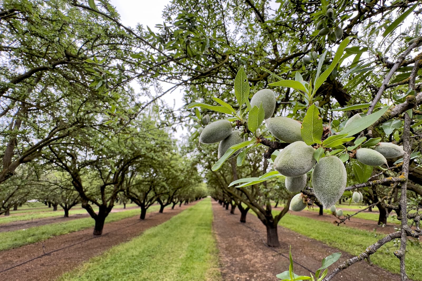 Close-up of unripe almonds growing on a tree branch in an orchard, with rows of similar trees extending into the background.