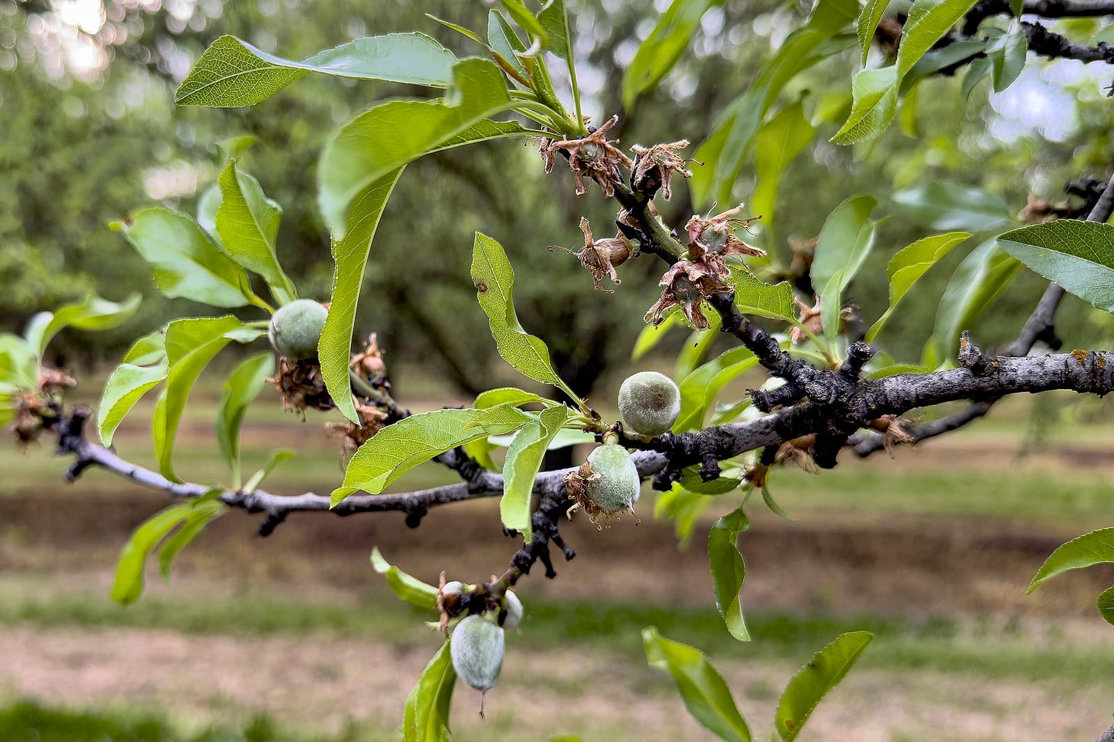 Close-up of a tree branch with green leaves and small, unripe almonds growing, set against a blurred orchard background.
