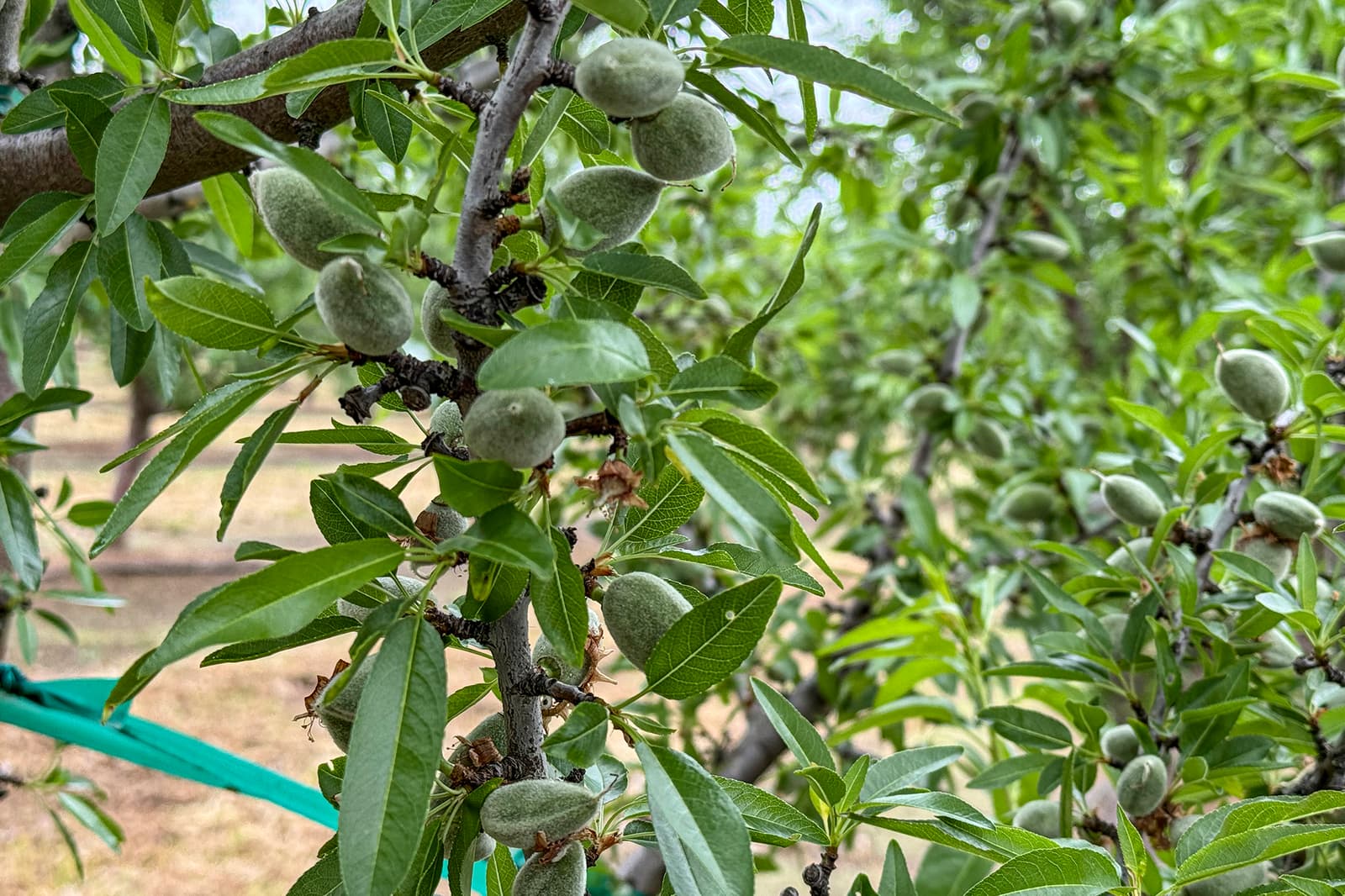 Close-up of green almond fruits growing on tree branches with elongated leaves, surrounded by other foliage in an orchard setting.