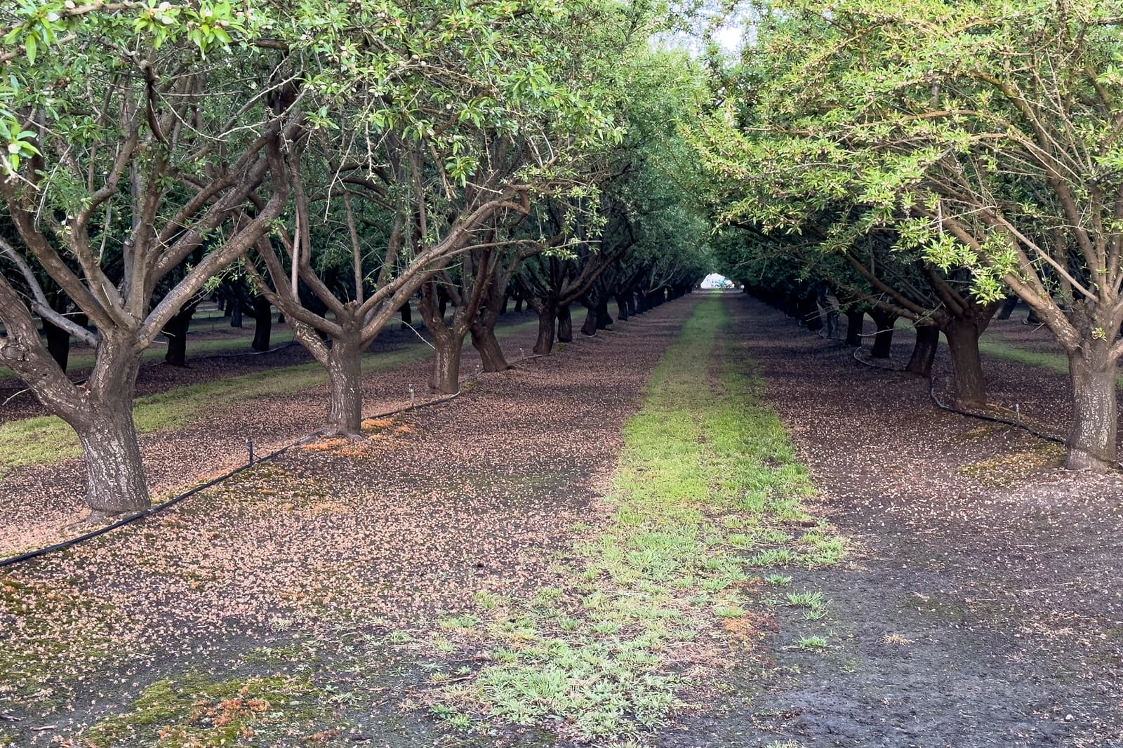 Rows of trees line a dirt path with scattered leaves and patches of green grass, creating a tunnel effect under the tree canopy.